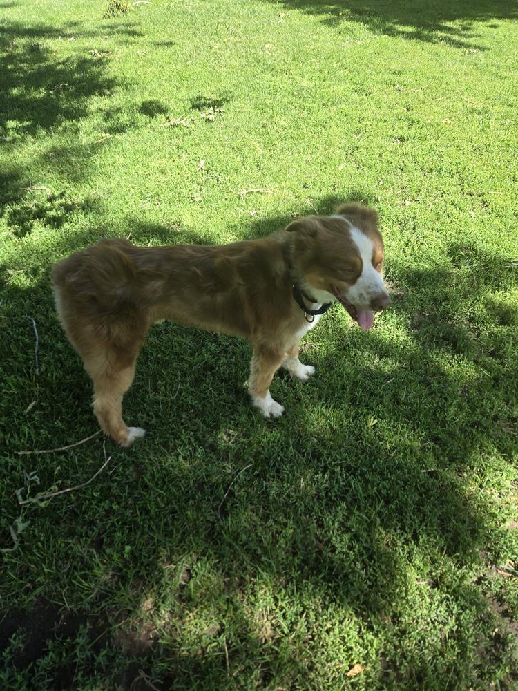 Enlarge 1129 Slate, a Adoptable Australian Shepherd in Ringwood, IL image 4/5