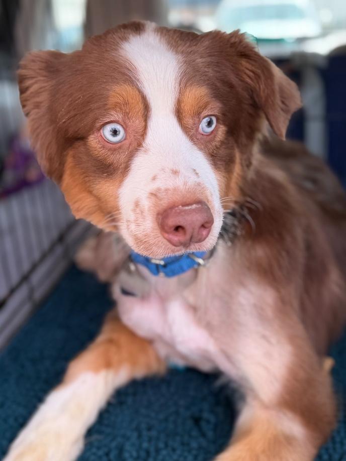 Enlarge 1129 Slate, a Adoptable Australian Shepherd in Ringwood, IL image 5/5