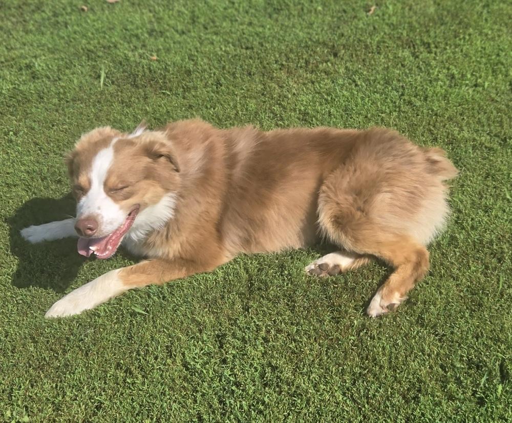 1129 Slater, a Adoptable Australian Shepherd in Shabbona, IL image 3/4