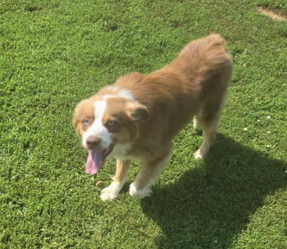 1129 Slater, a Adoptable Australian Shepherd in Shabbona, IL image 4/4