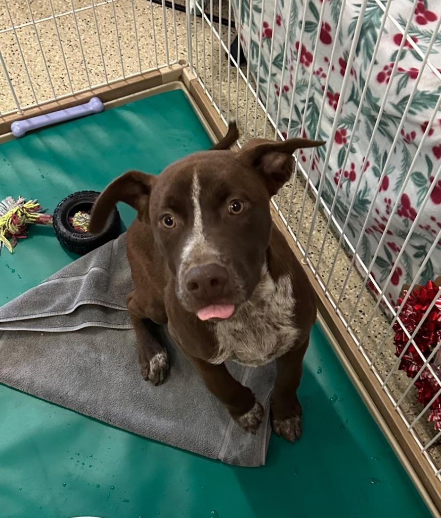 Copper, Adoptable, Puppy Male Chocolate Labrador Retriever & Mixed Breed.