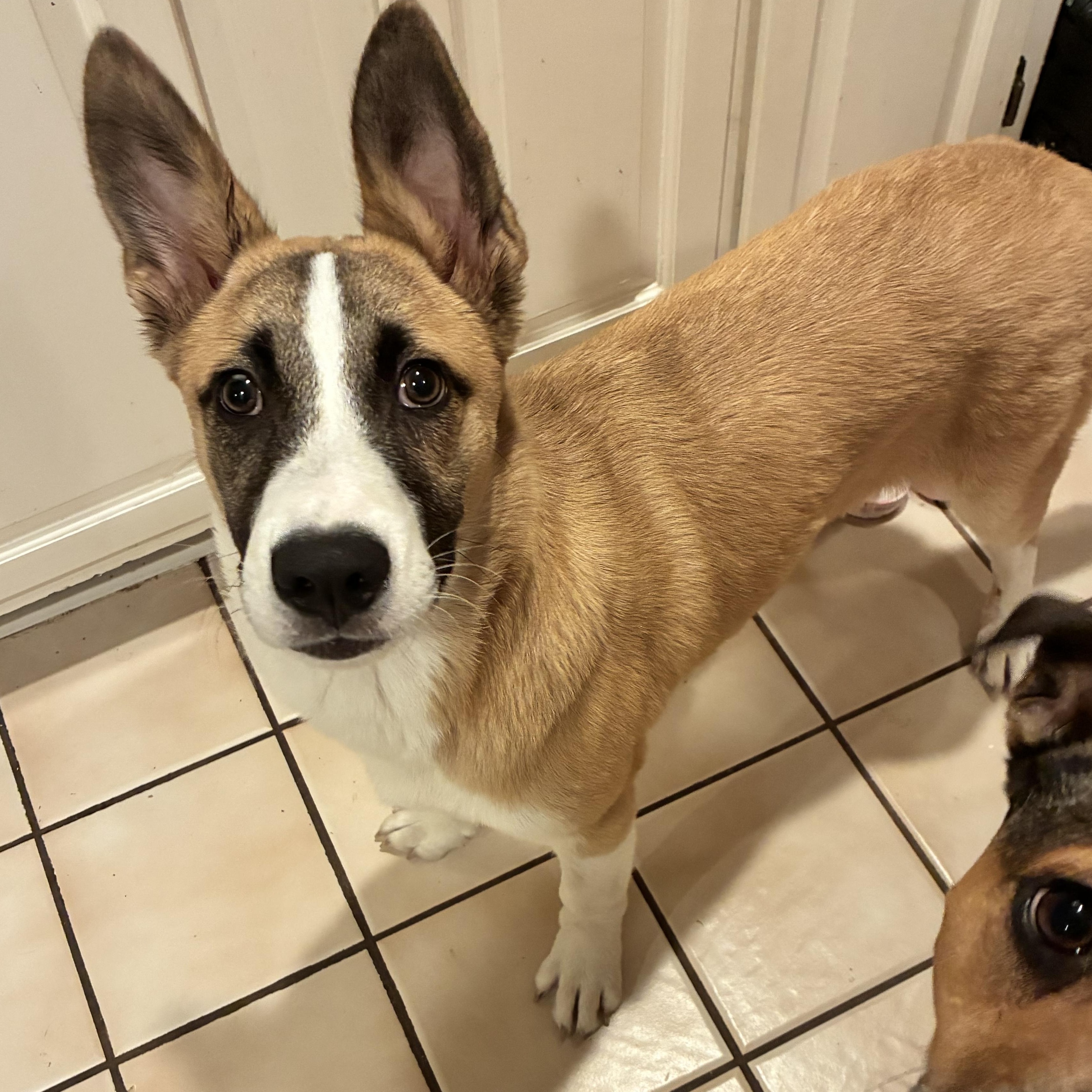 Cheese, Adoptable, Puppy Male Shepherd.