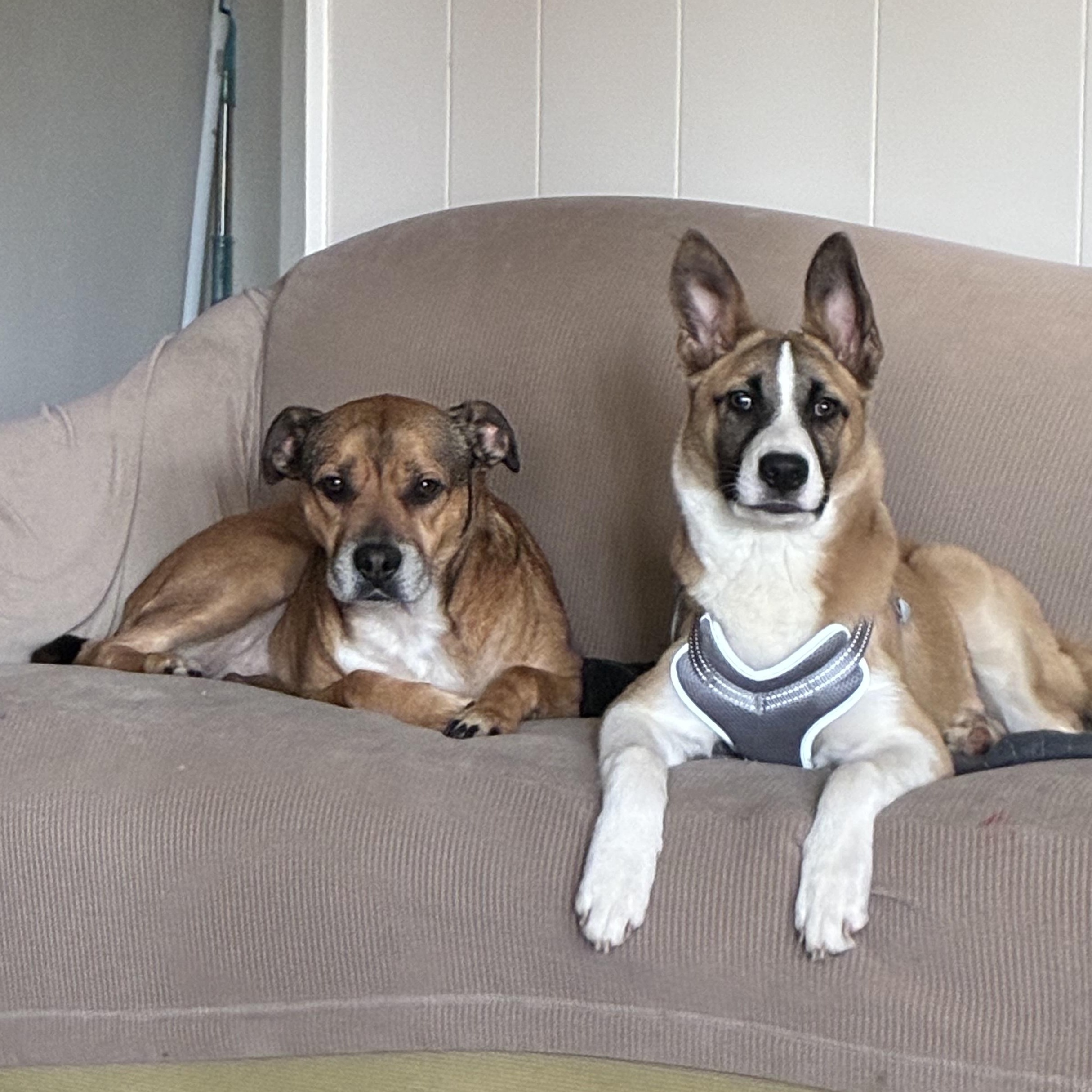 Cheese, a Adoptable mixed breed in Orlando, FL image 5/6