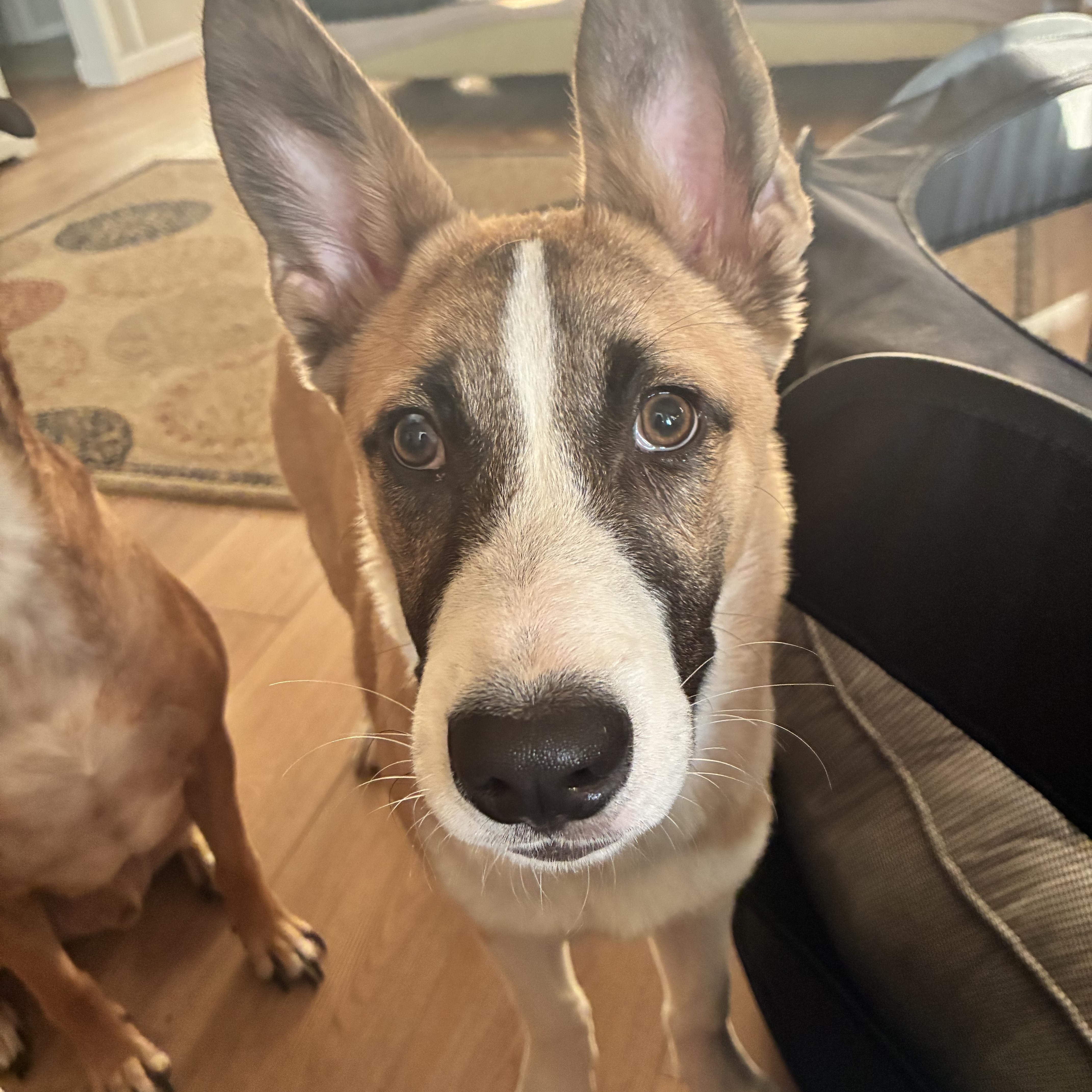 Cheese, a Adoptable mixed breed in Orlando, FL image 4/6