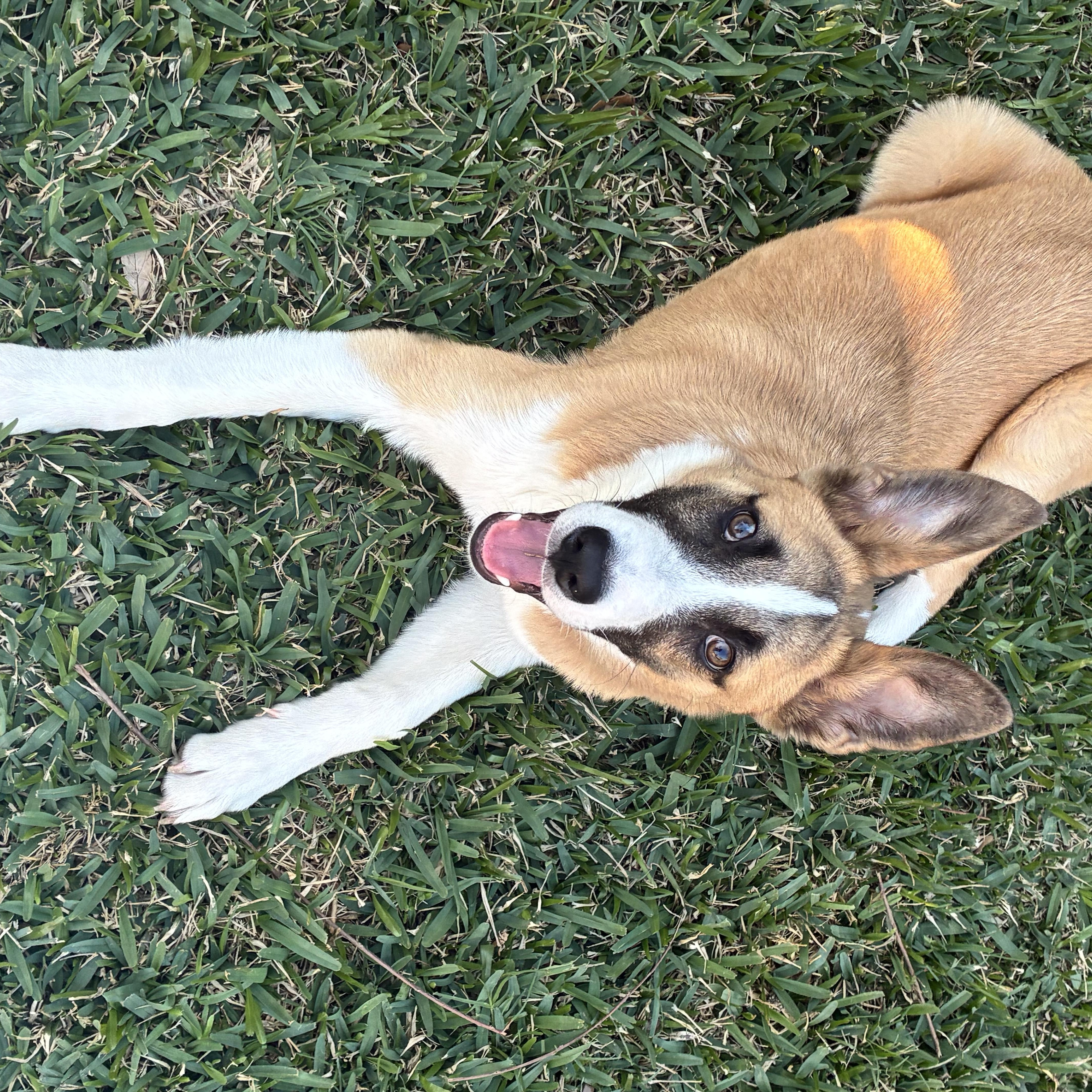 Cheese, a Adoptable mixed breed in Orlando, FL image 3/6