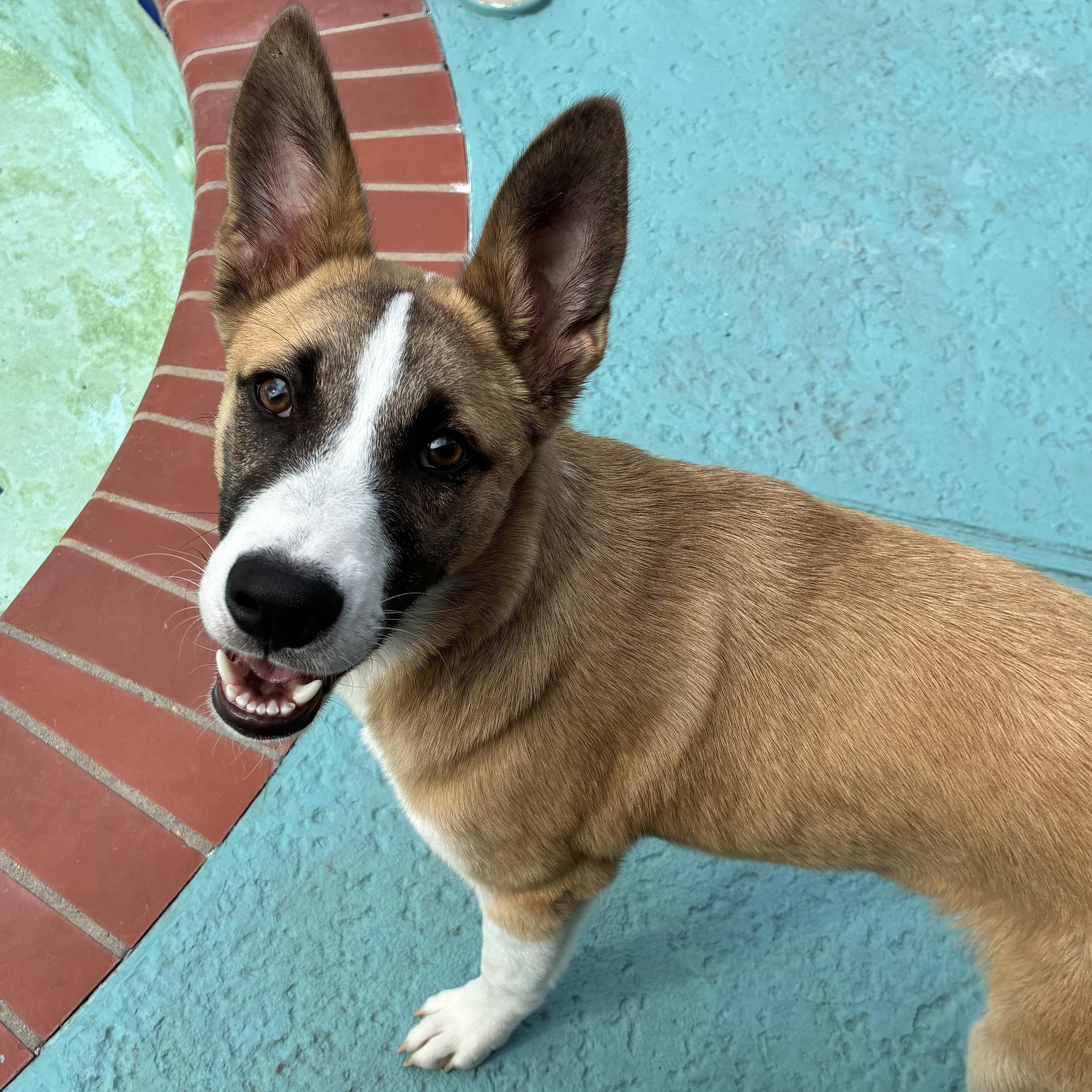 Cheese, a Adoptable mixed breed in Orlando, FL image 2/6