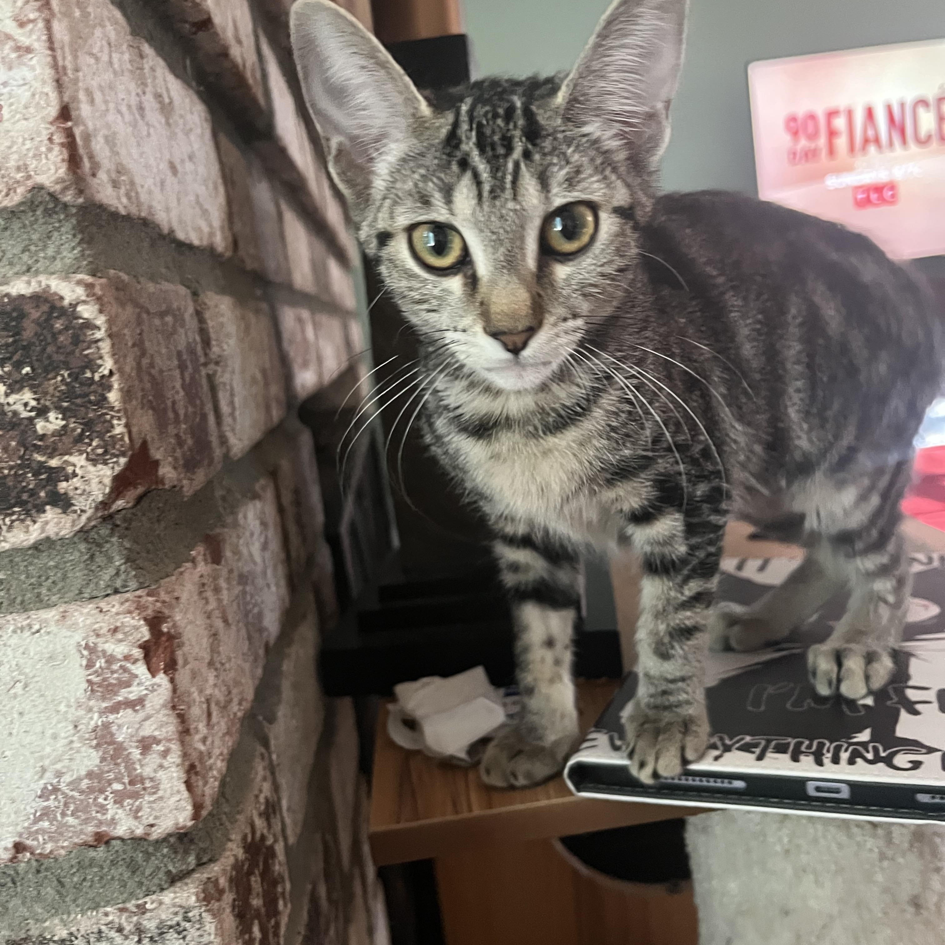 Enlarge Millie M., a ADOPTABLE Tabby in Sacramento, CA image 1/1