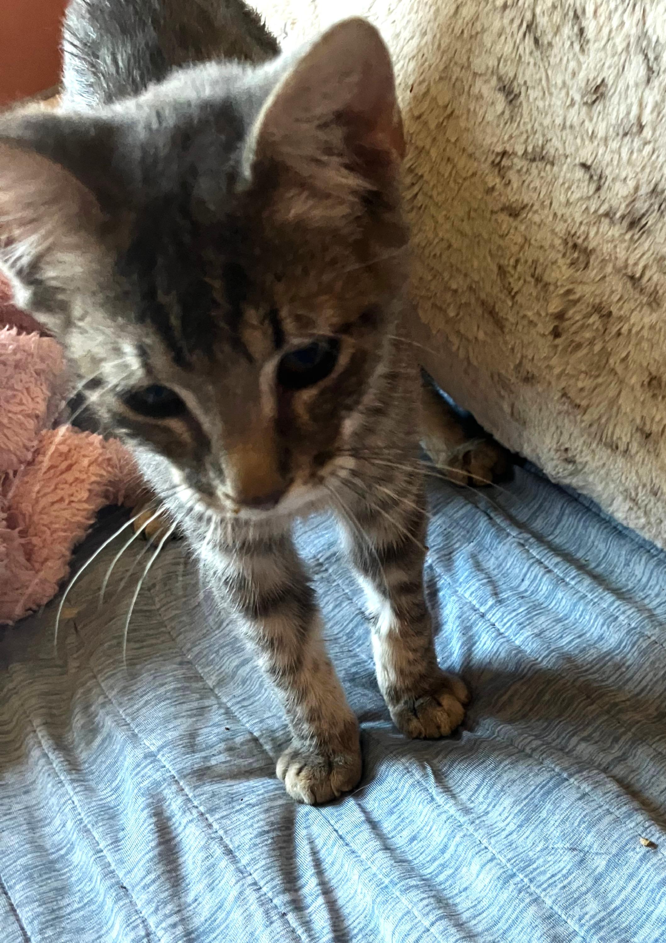 Enlarge Kit, a Adoptable Torbie in Sun City, AZ image 1/1