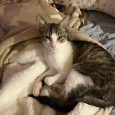 Enlarge Kit and Avery, a Adoptable Torbie in Sun City, AZ image 1/3