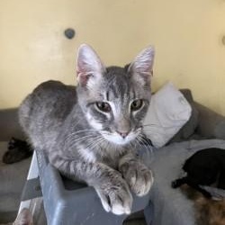 Enlarge Kit and Avery, a Adoptable Torbie in Sun City, AZ image 3/3