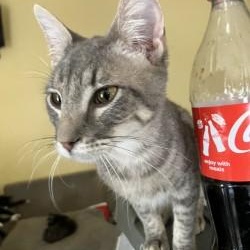 Enlarge Kit and Avery, a Adoptable Torbie in Sun City, AZ image 2/3