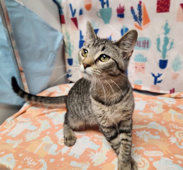 Enlarge Ariel, a Adoptable Domestic Short Hair in Hoopeston, IL image 2/4