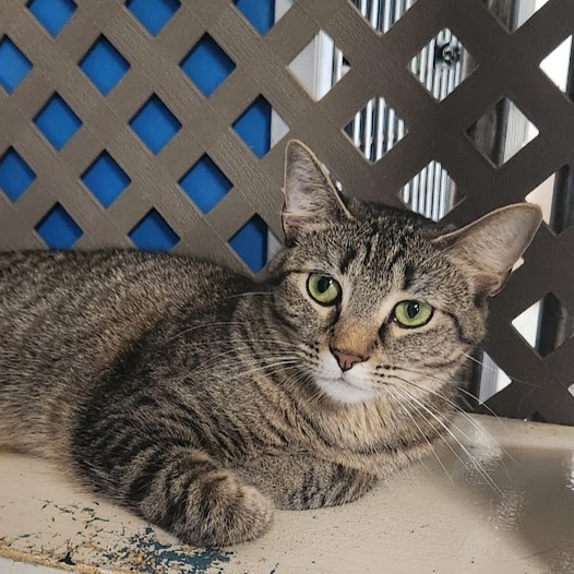 Enlarge Ariel, a Adoptable Domestic Short Hair in Hoopeston, IL image 1/4