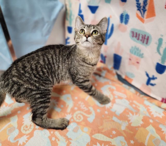 Enlarge Ariel, a Adoptable Domestic Short Hair in Hoopeston, IL image 3/4