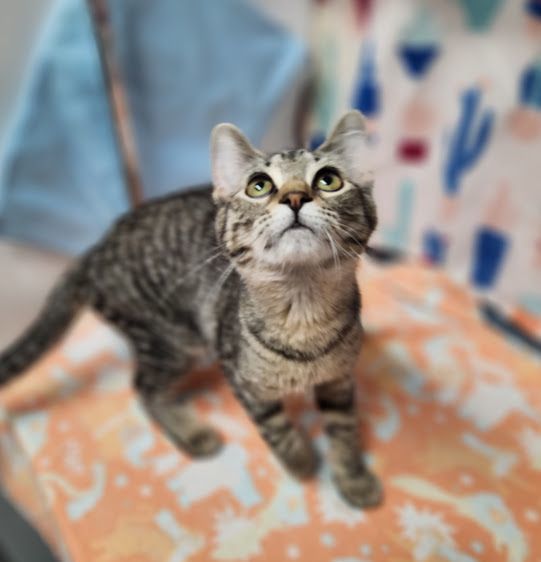 Enlarge Ariel, a Adoptable Domestic Short Hair in Hoopeston, IL image 4/4