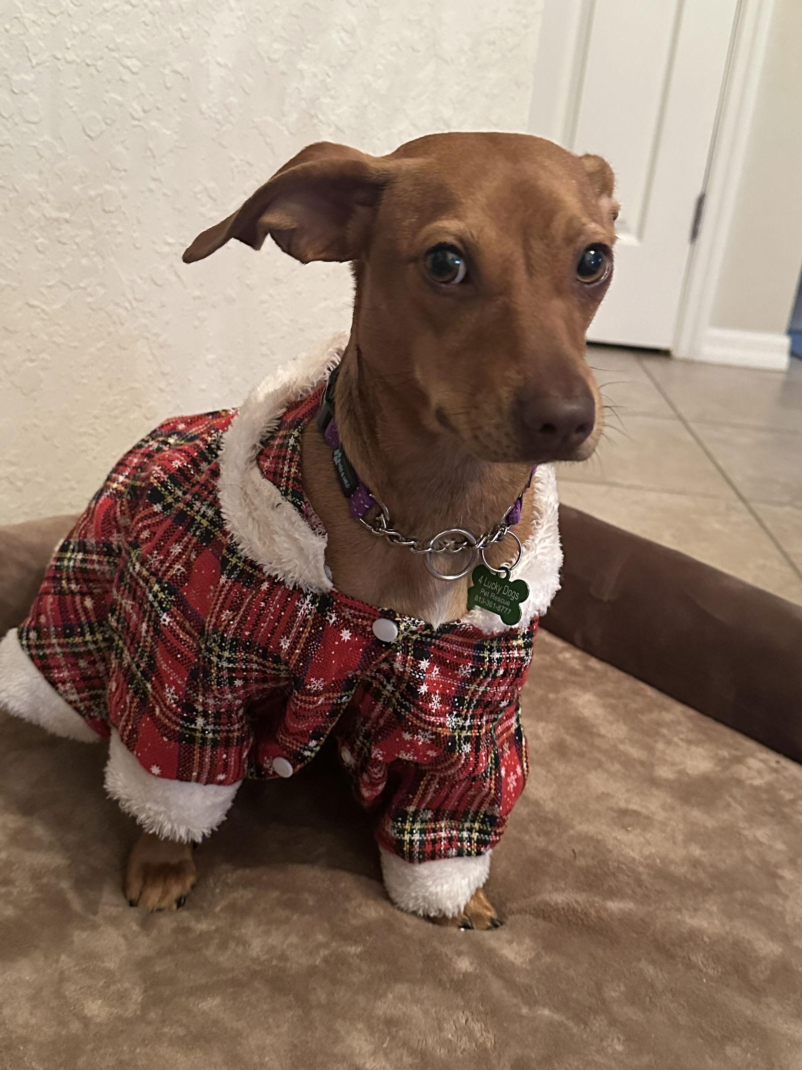 Rosetta pup/ Penny, Adoptable, Young Female Chihuahua & Dachshund.