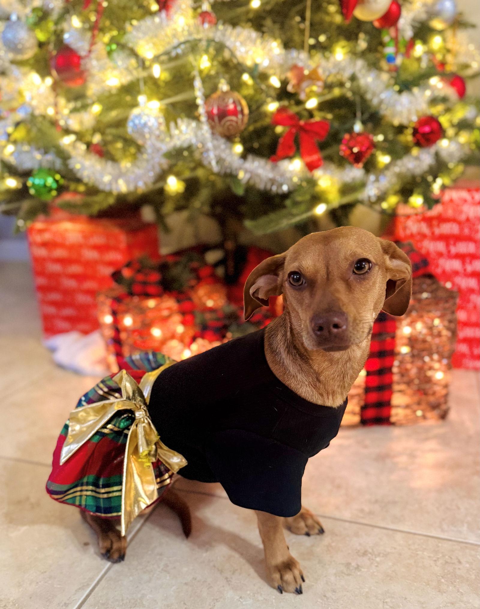 Enlarge Rosetta pup/ Penny, a Adoptable mixed breed in Valrico, FL image 2/3