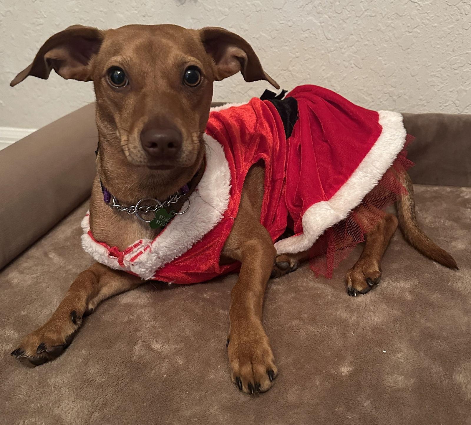 Enlarge Rosetta pup/ Penny, a Adoptable mixed breed in Valrico, FL image 3/3