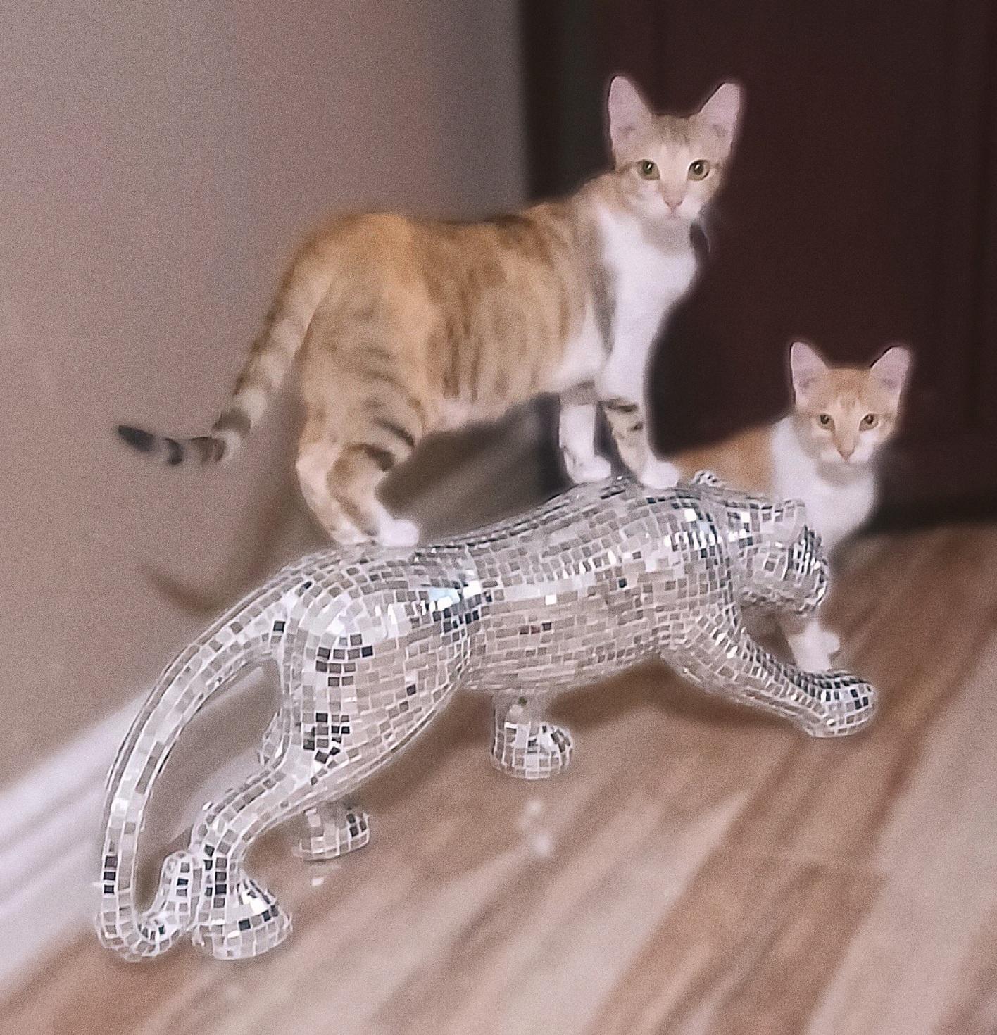 Enlarge Carly, a Adoptable Domestic Short Hair image 6/6