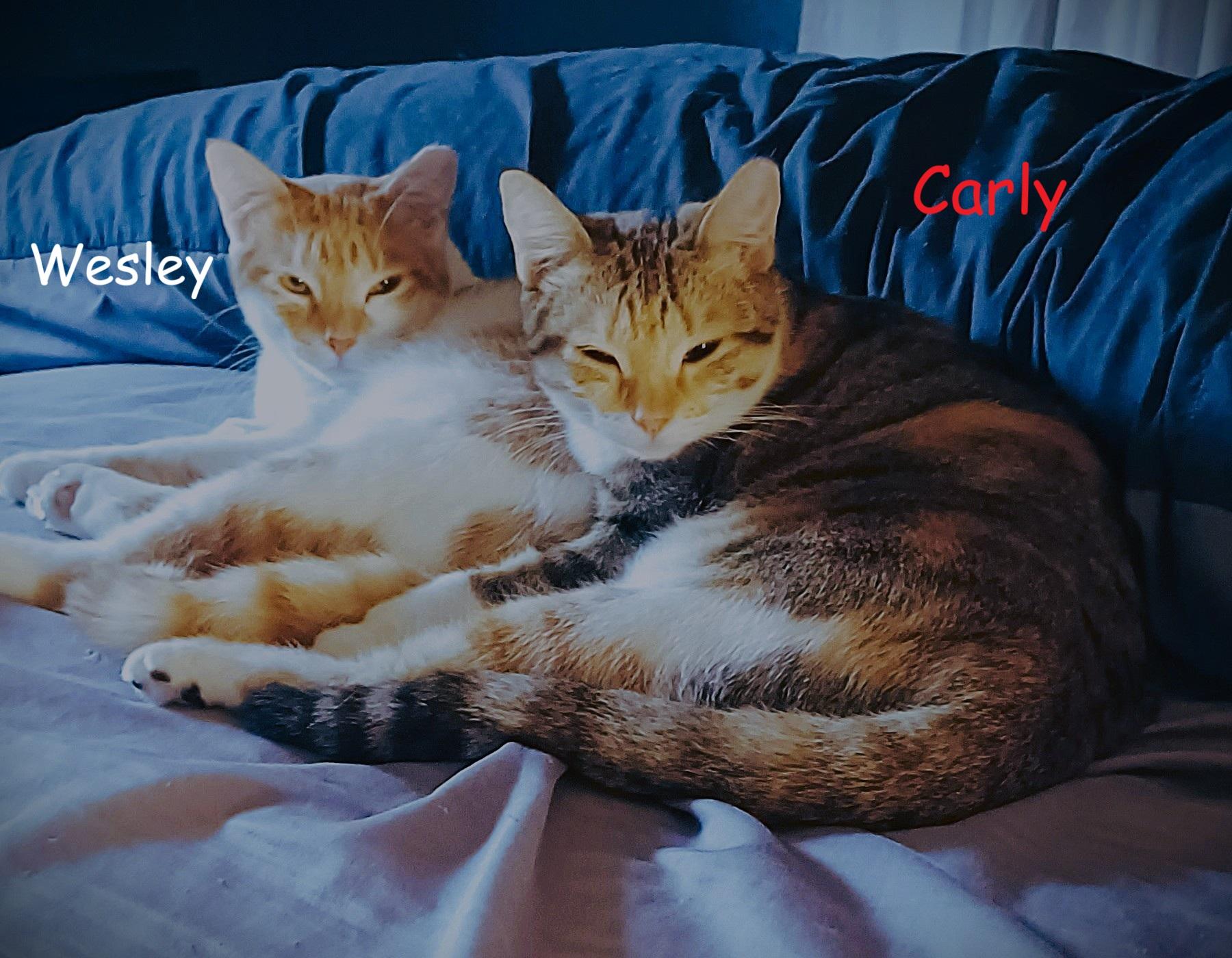 Enlarge Carly, a Adoptable Domestic Short Hair image 5/6