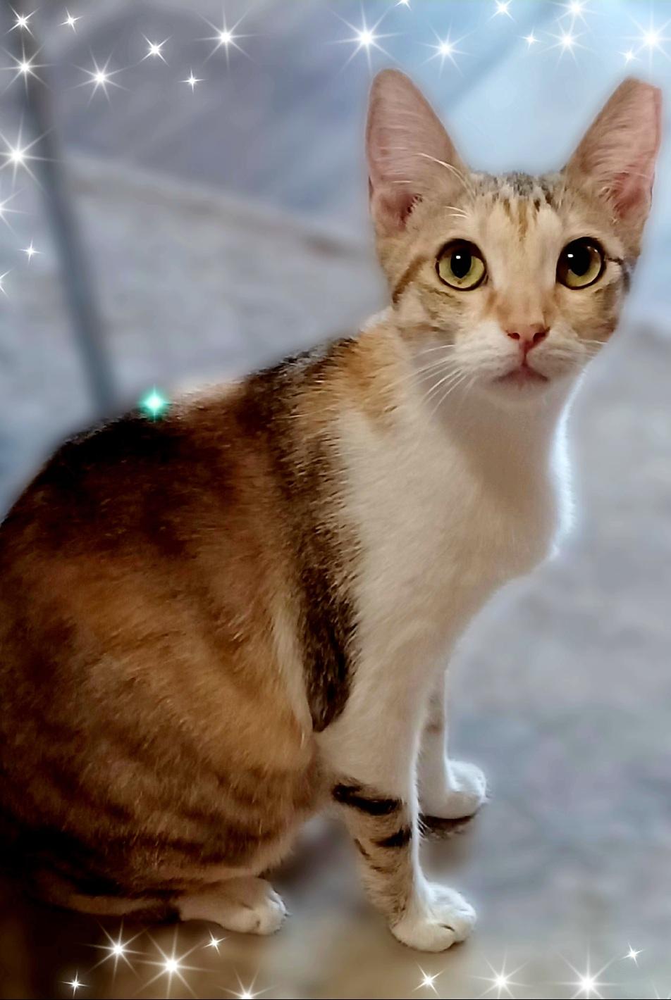 Enlarge Carly, a Adoptable Domestic Short Hair image 1/6