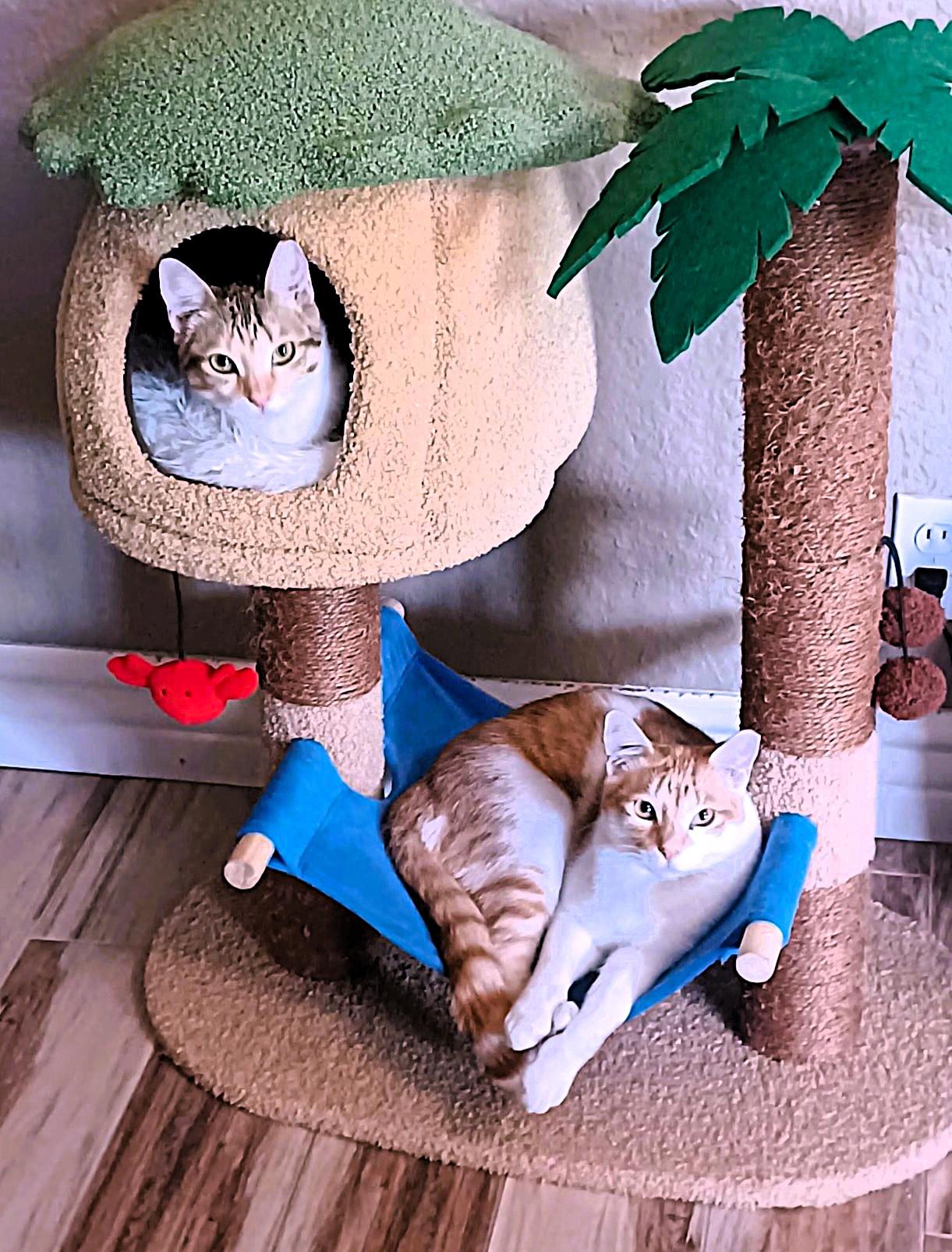 Enlarge Carly, a Adoptable Domestic Short Hair image 2/6