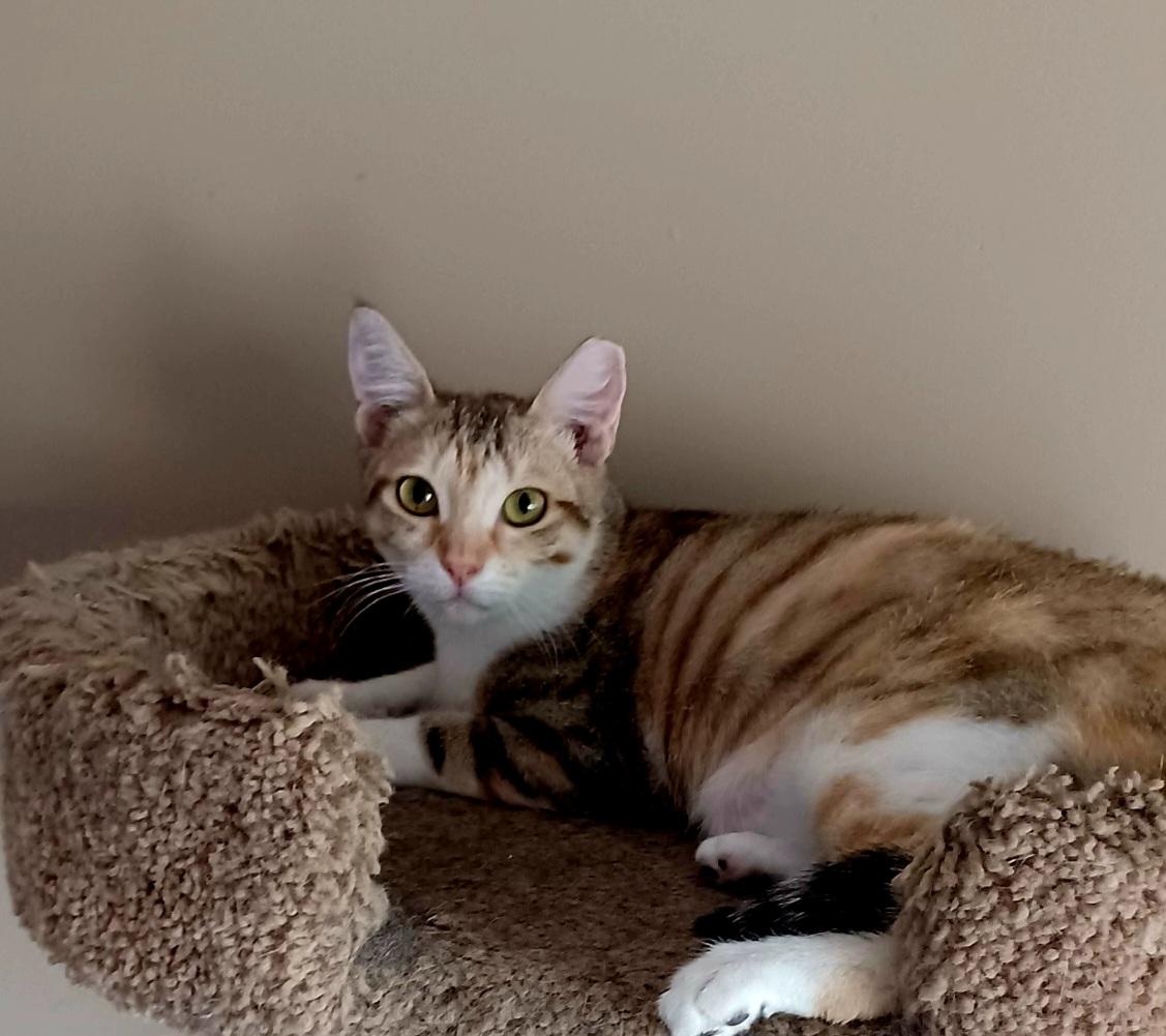 Enlarge Carly, a Adoptable Domestic Short Hair image 3/6