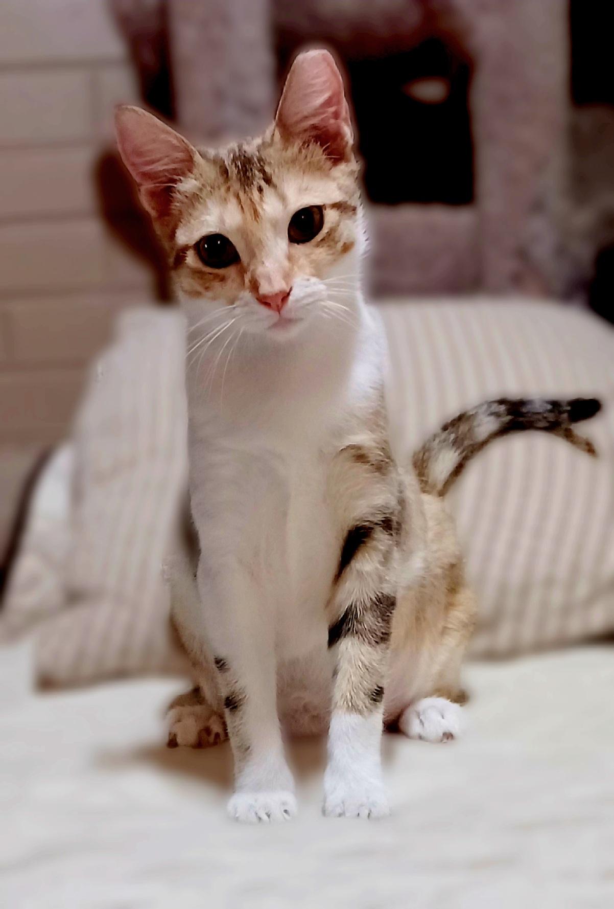 Enlarge Carly, a Adoptable Domestic Short Hair image 4/6