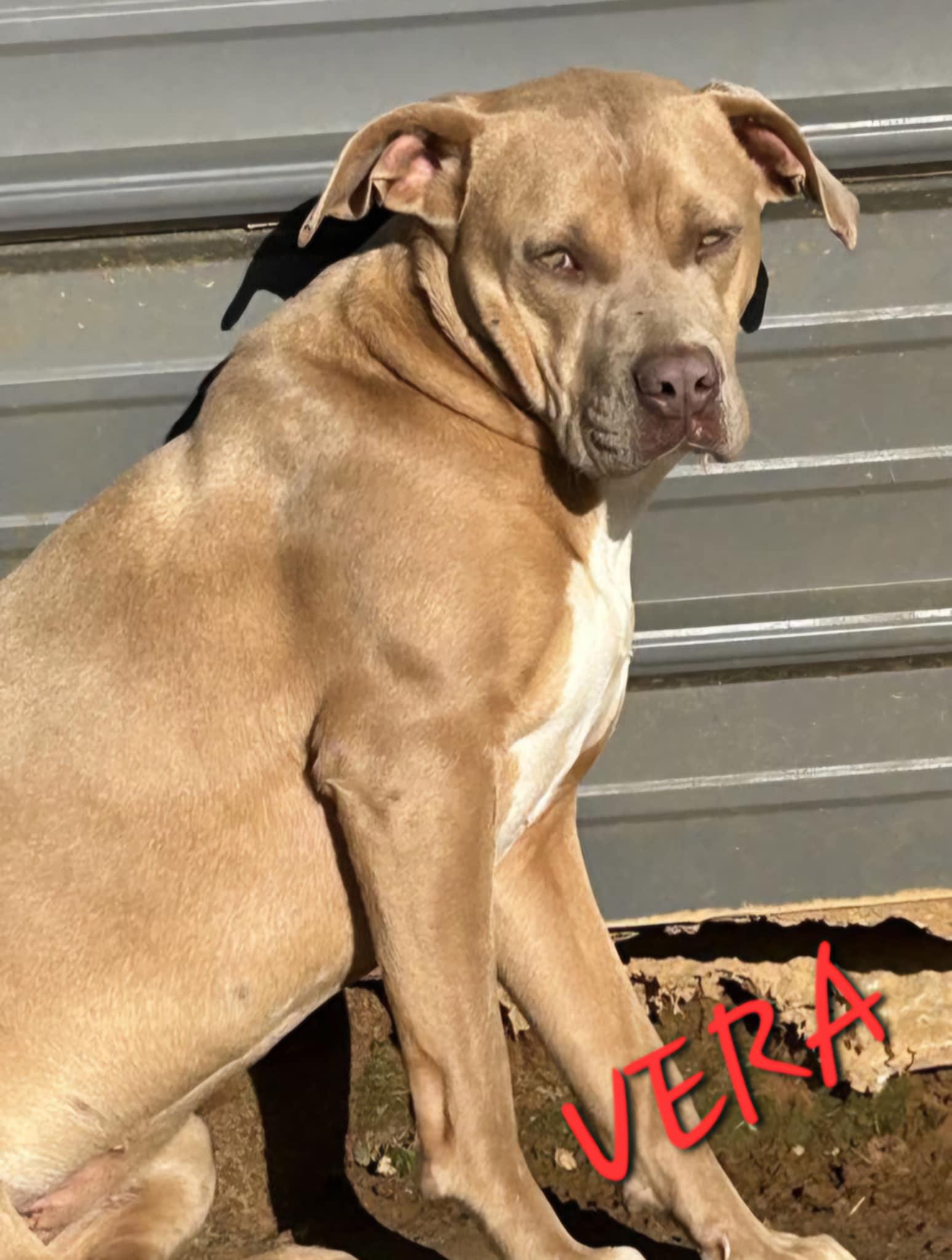 Vera, a Adoptable mixed breed in Woburn, MA image 2/6