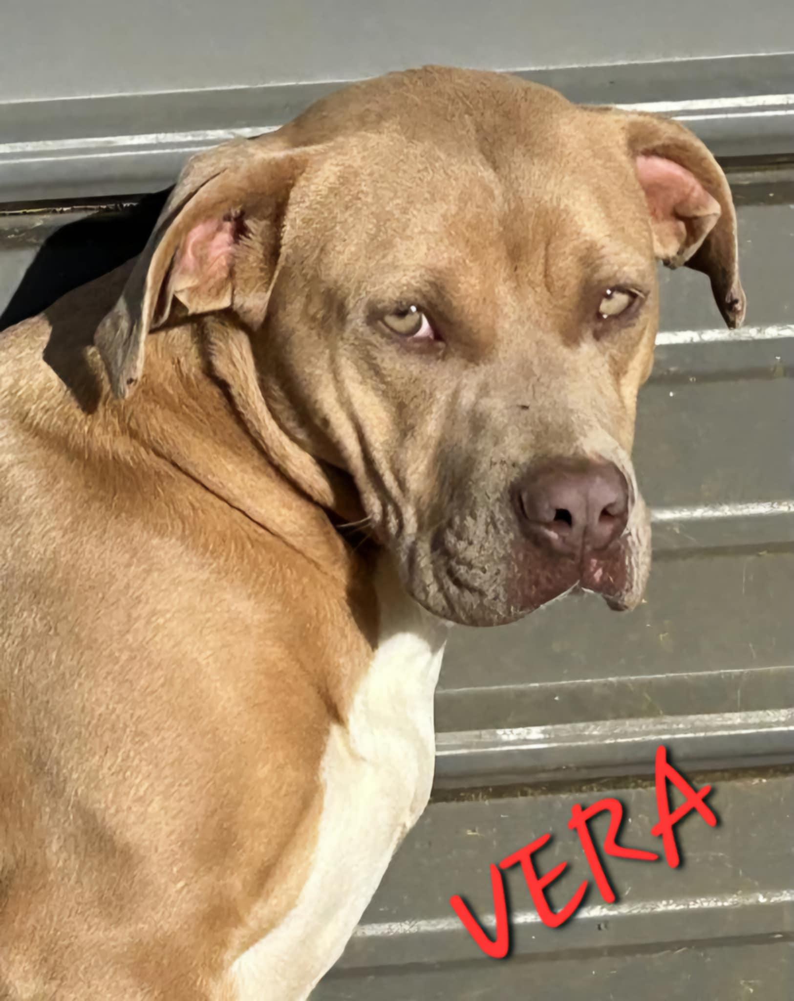 Vera, a Adoptable mixed breed in Woburn, MA image 4/6