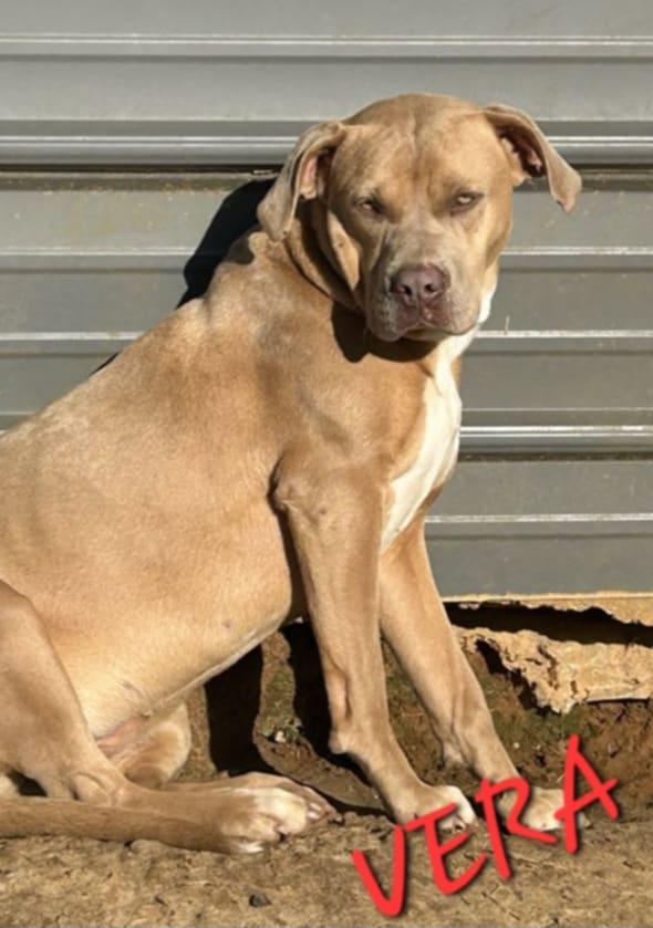 Vera, a Adoptable mixed breed in Woburn, MA image 3/6