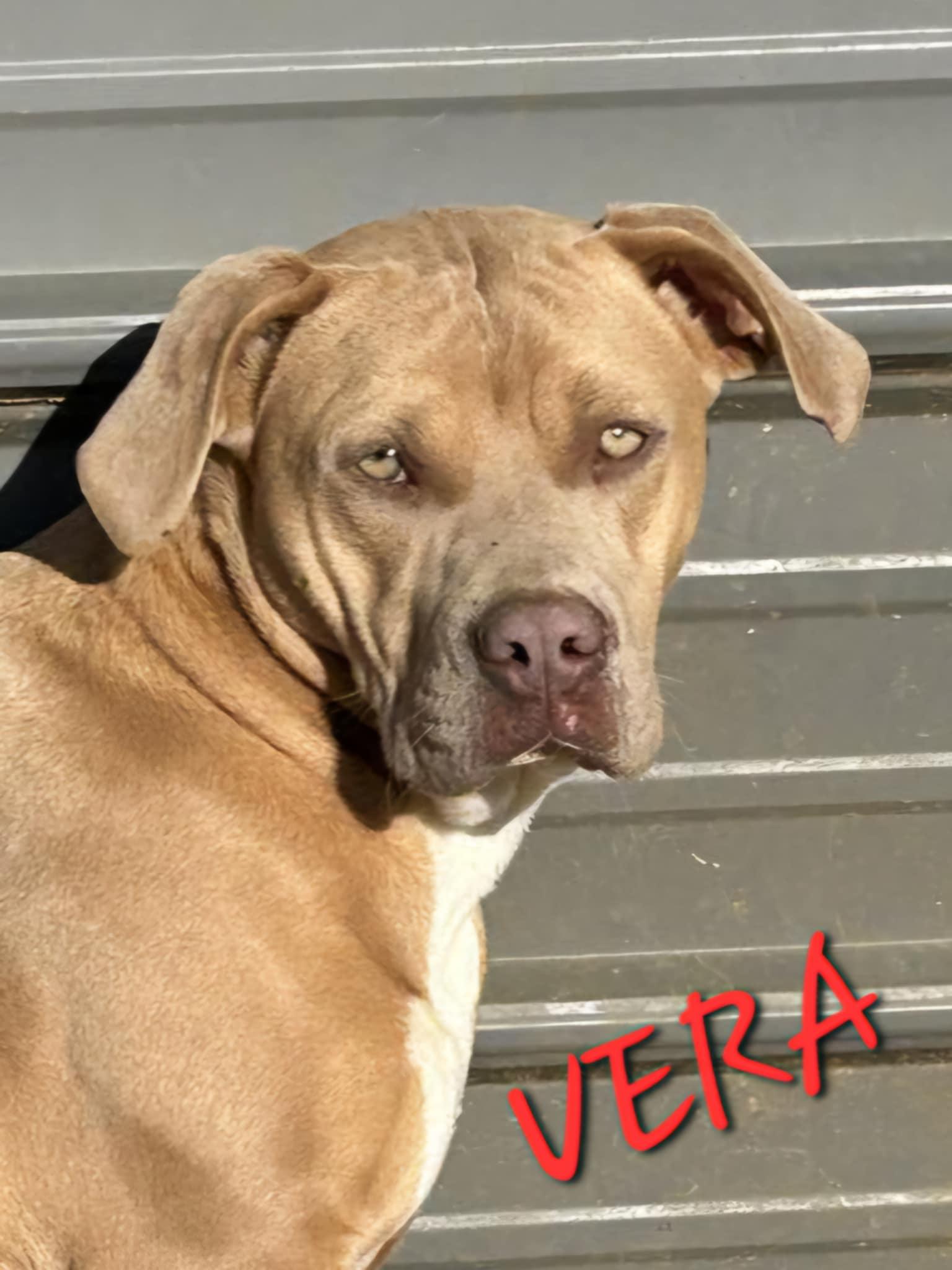 Vera, a Adoptable mixed breed in Woburn, MA image 5/6