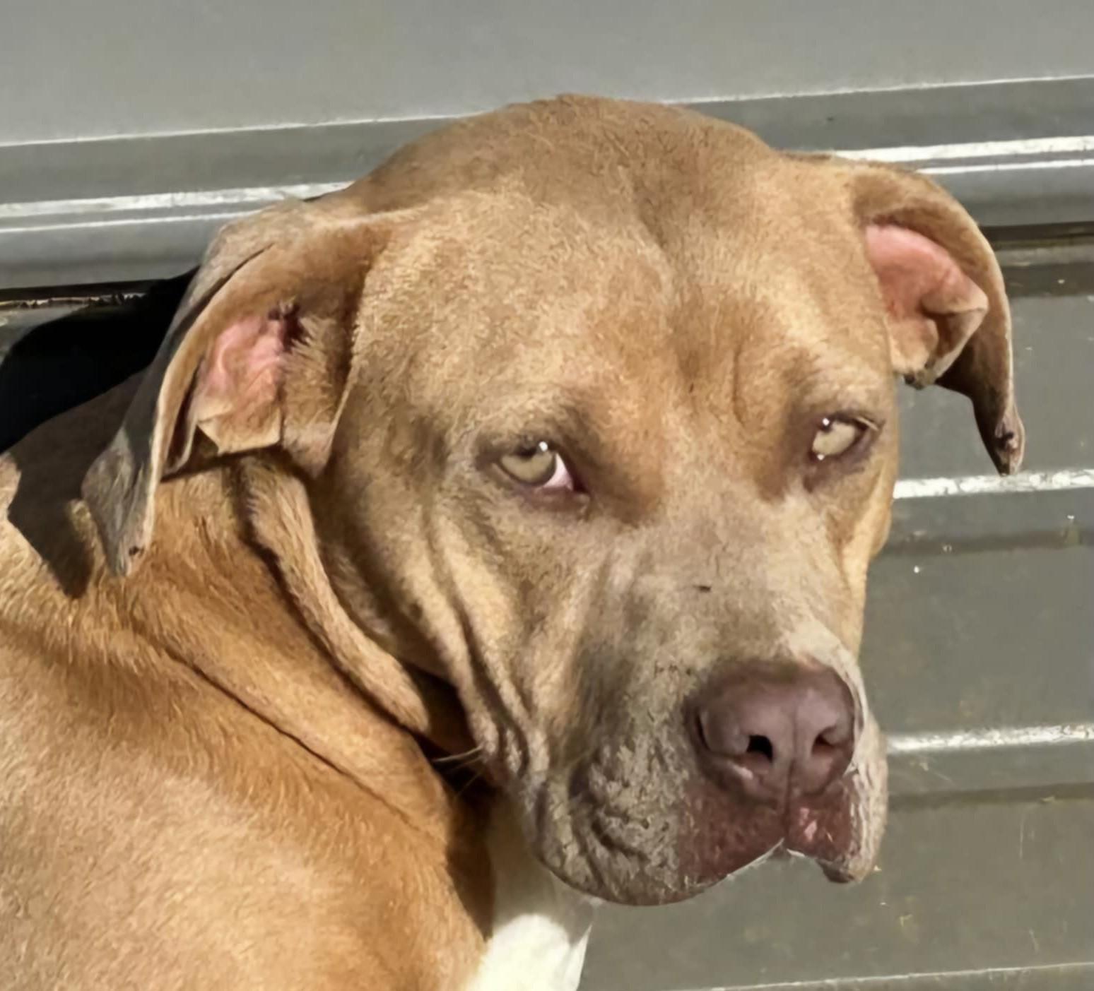 Vera, a Adoptable mixed breed in Woburn, MA image 1/6