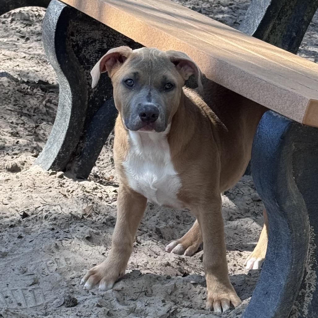 Latte 28287, Adoptable, Puppy Female Mixed Breed.