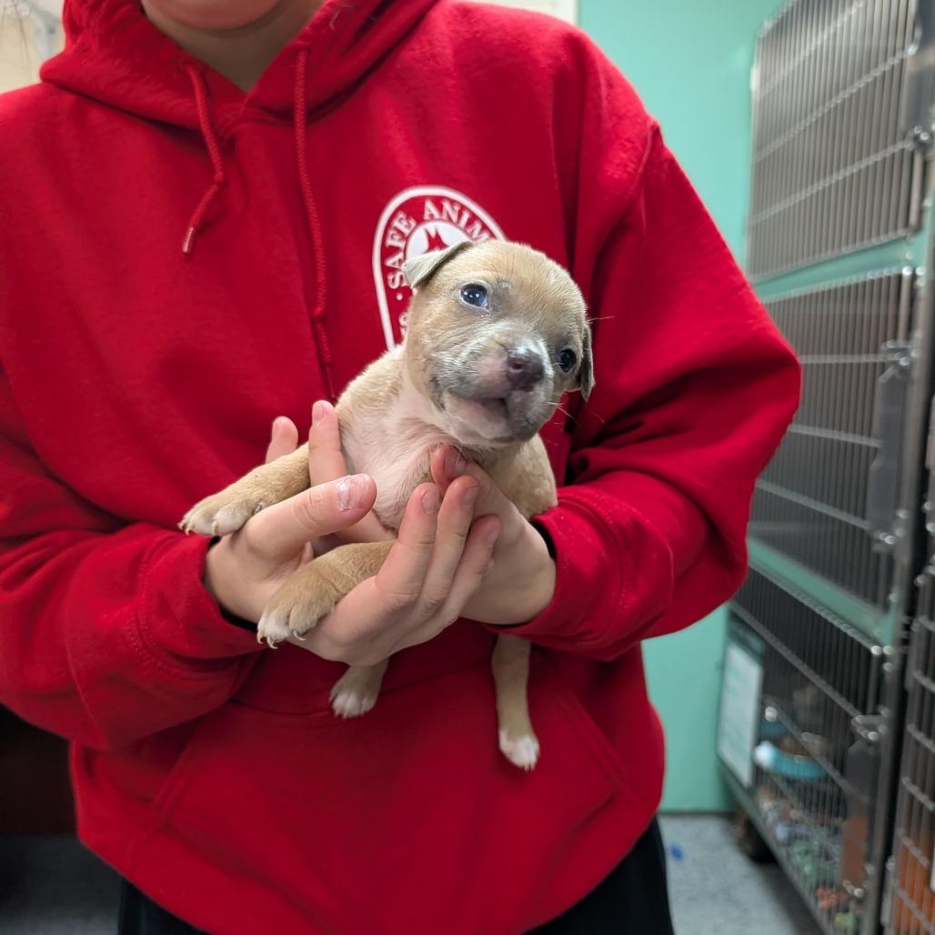 Enlarge Latte 28287, a Adoptable Mixed Breed in Middleburg, FL image 2/2