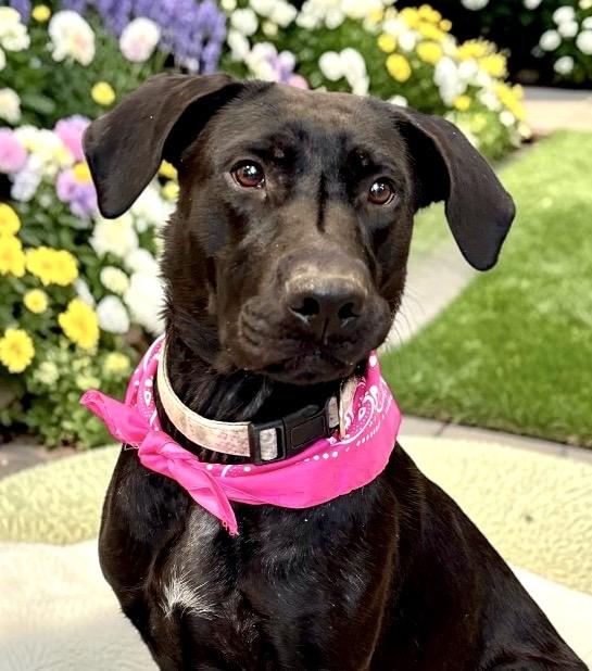 Charlee, Adoptable, Young Female Black Labrador Retriever.