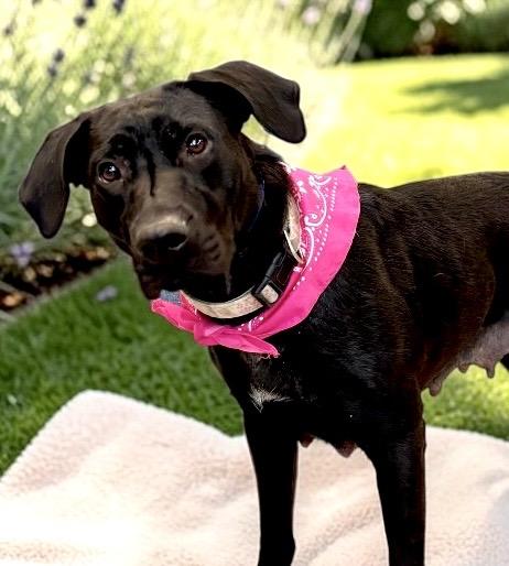 Charlee, a Adoptable mixed breed in Perry, IA image 2/6