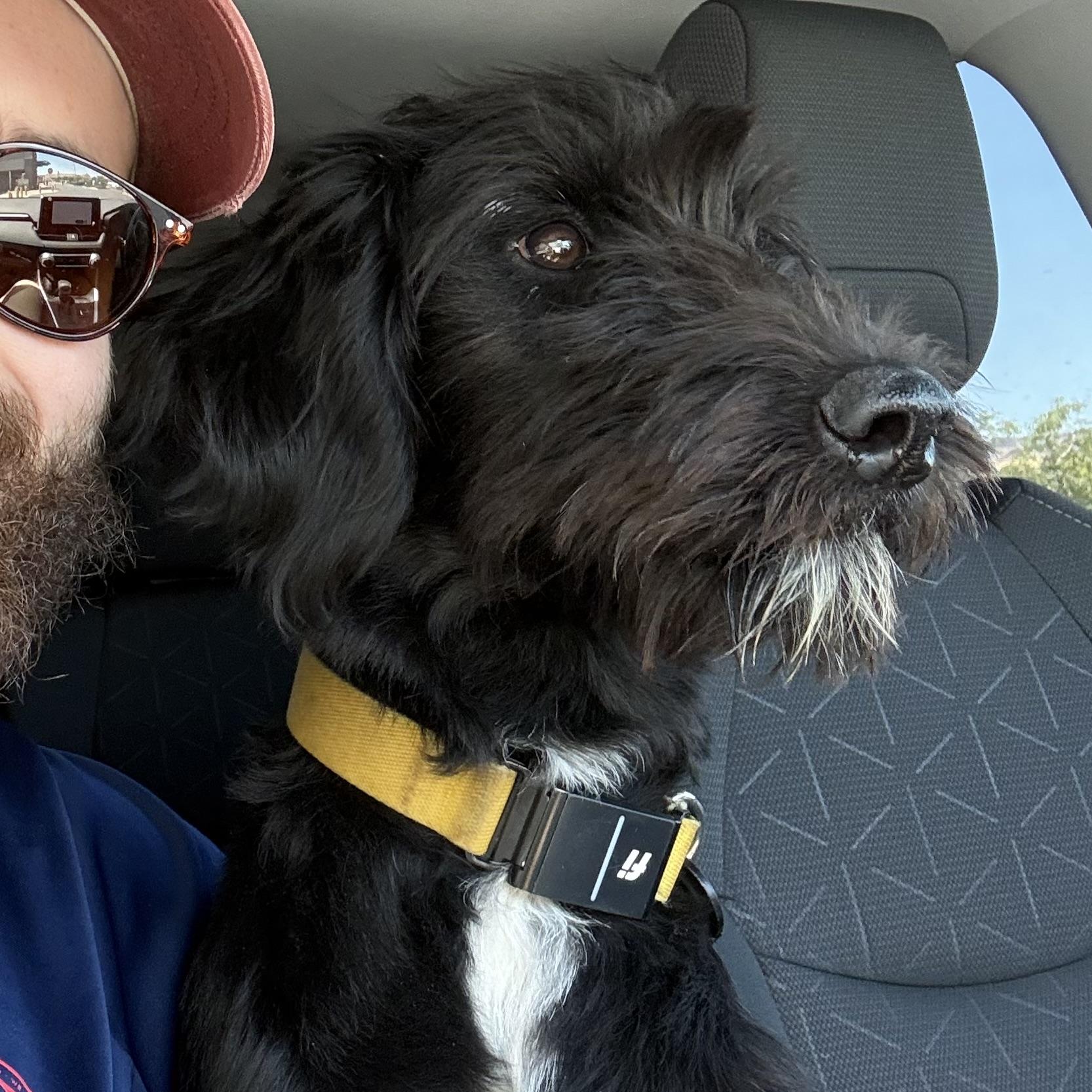 Enlarge Marley, an adopted mixed breed in St. George, UT image 2/5