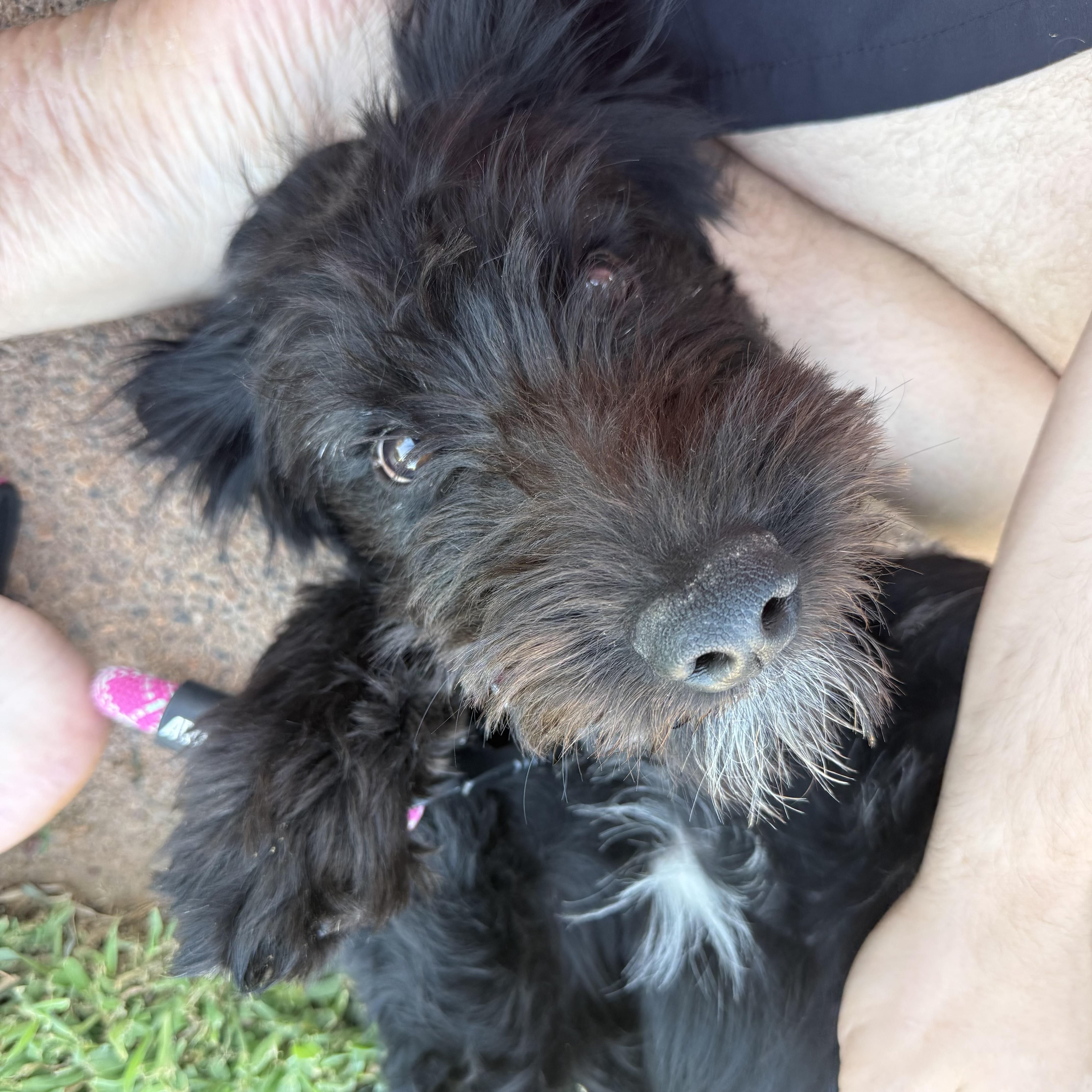 Enlarge Marley, an adopted mixed breed in St. George, UT image 1/5