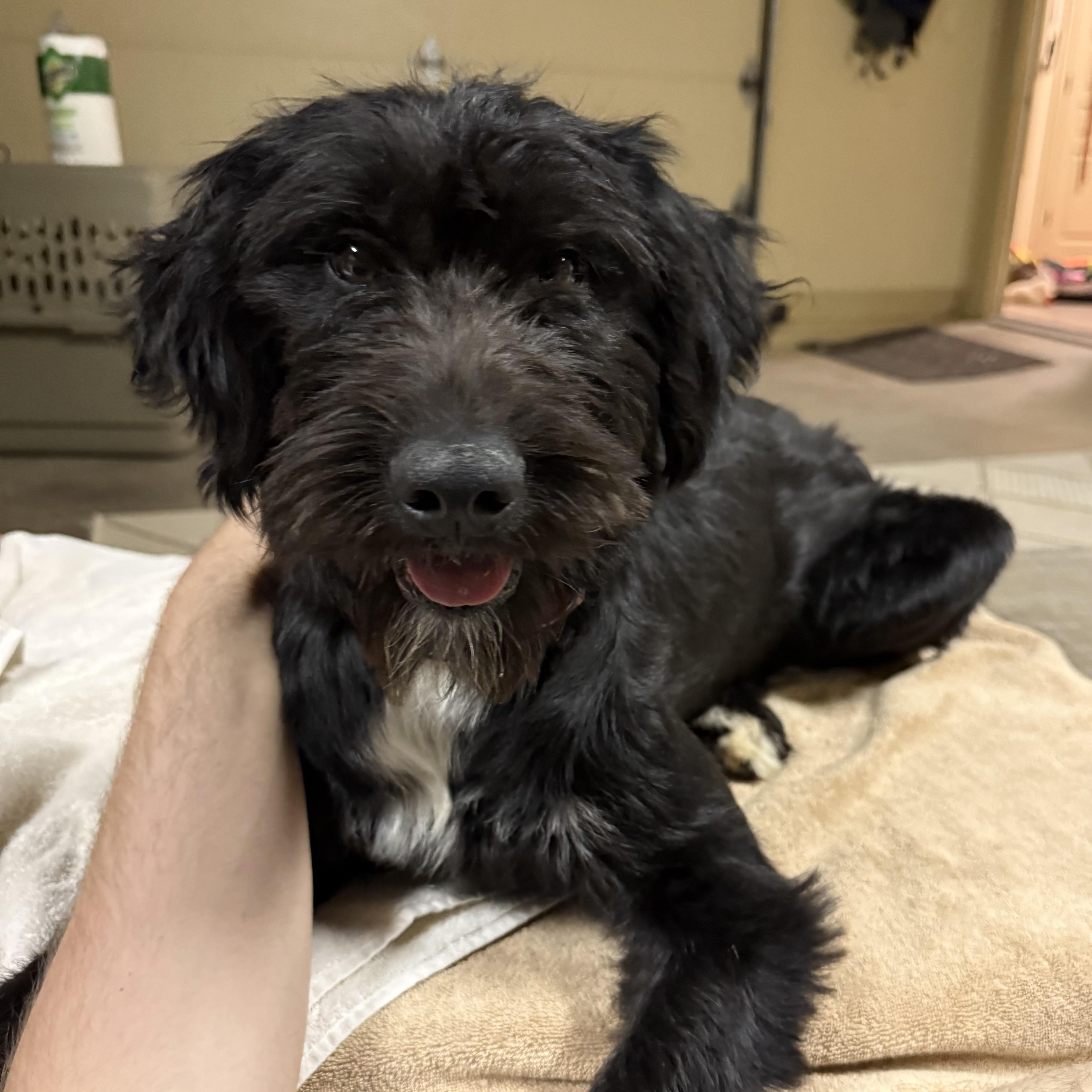 Enlarge Marley, an adopted mixed breed in St. George, UT image 3/5