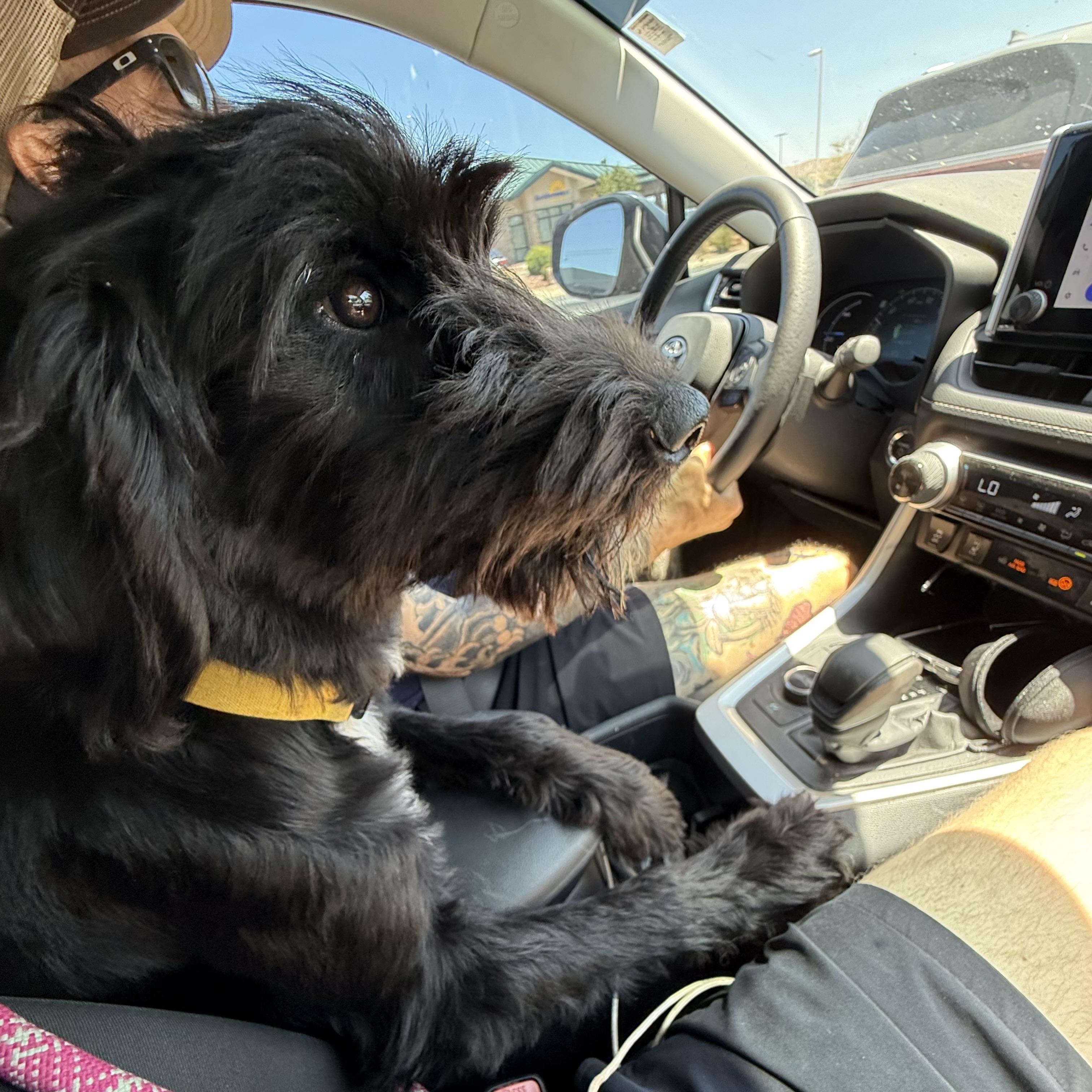 Enlarge Marley, an adopted mixed breed in St. George, UT image 4/5