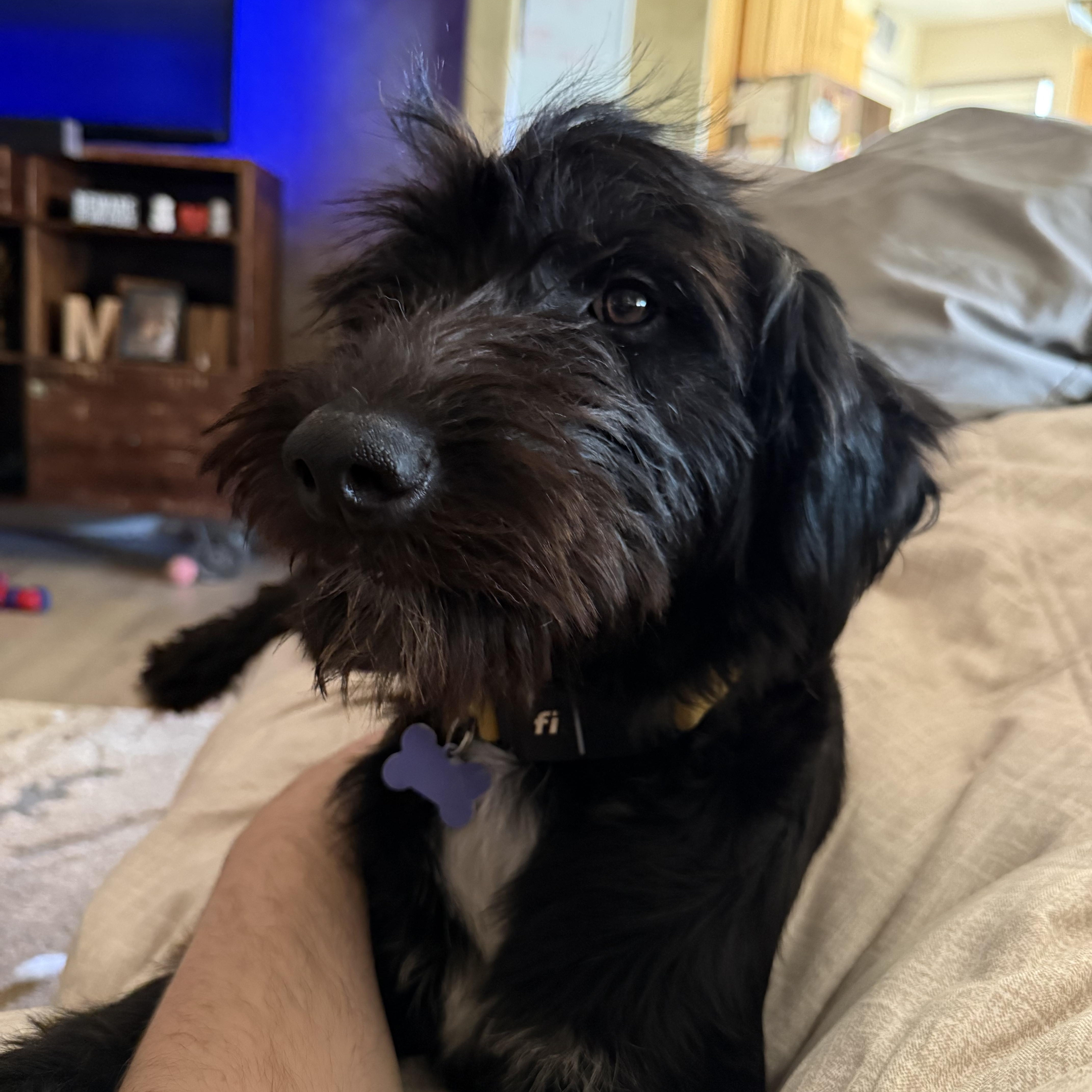 Enlarge Marley, an adopted mixed breed in St. George, UT image 5/5