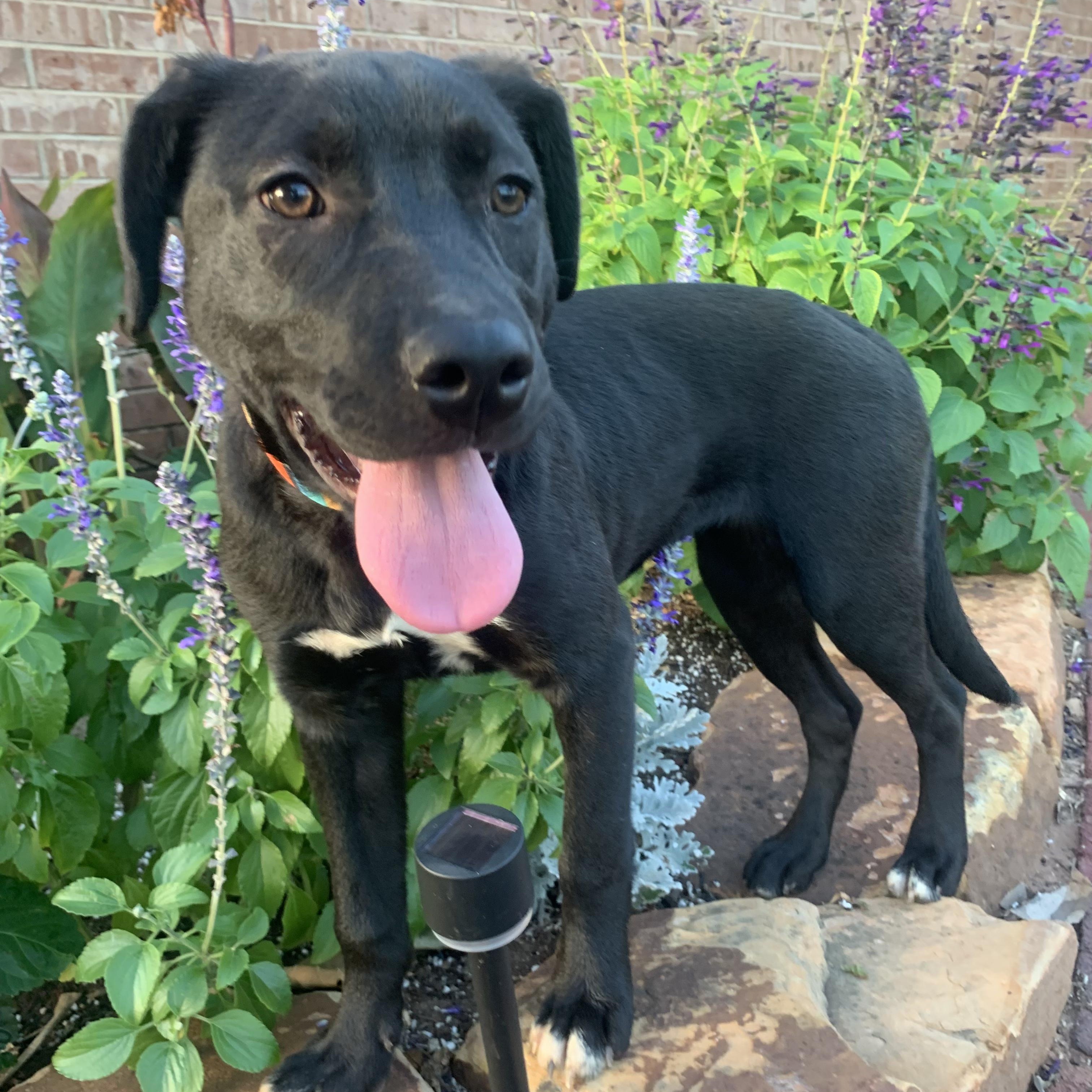 Olive, a Adoptable mixed breed in Chatham, NJ image 3/4