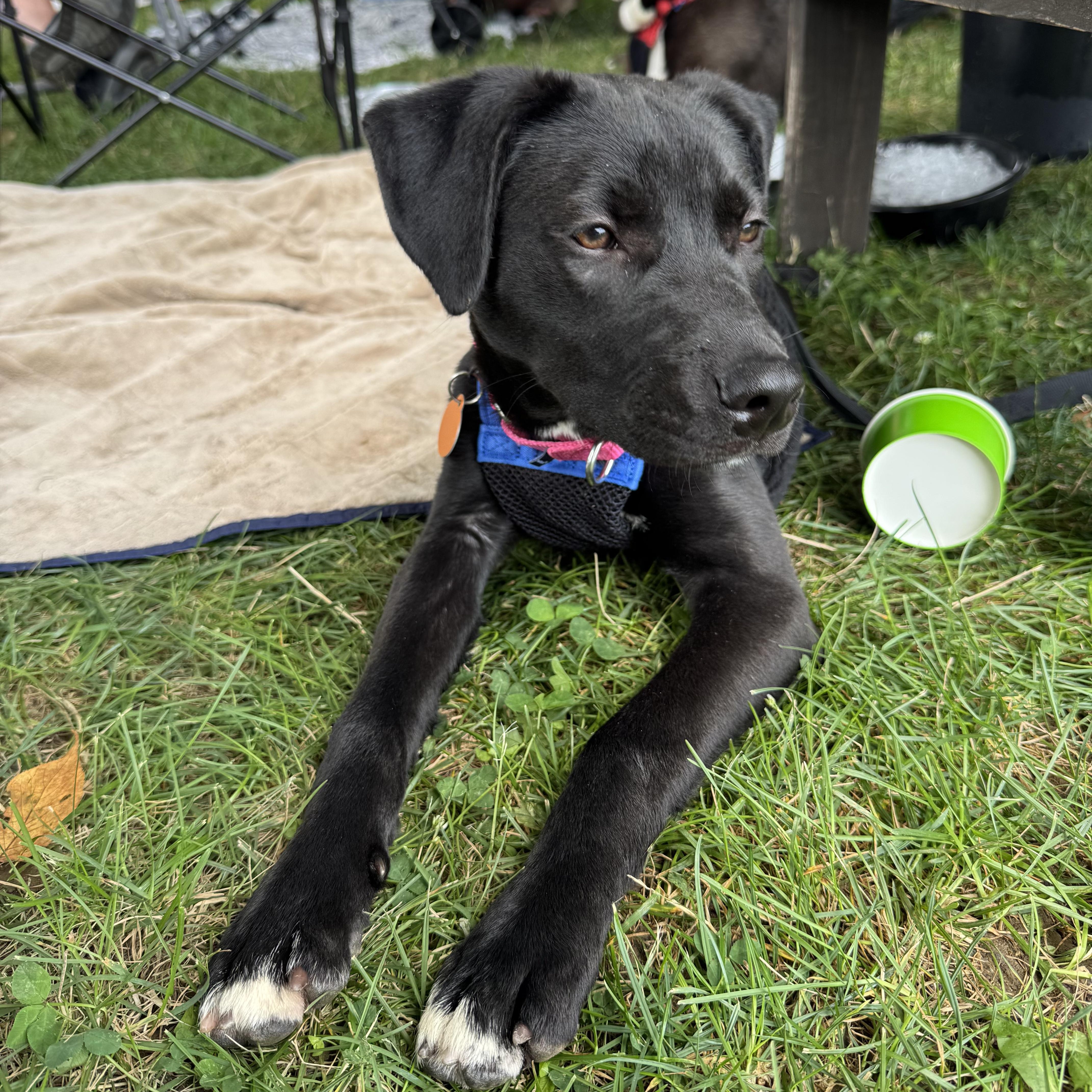 Olive, a Adoptable mixed breed in Chatham, NJ image 2/4