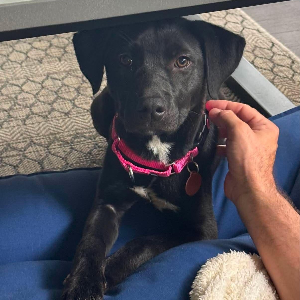 Olive, Adoptable, Puppy Female Labrador Retriever & American Staffordshire Terrier.
