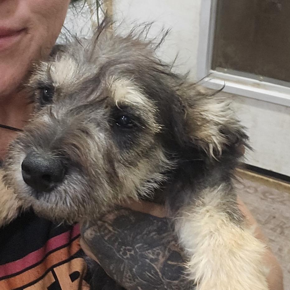 Gatsby, a Adoptable Schnauzer in Tonopah, AZ image 2/2