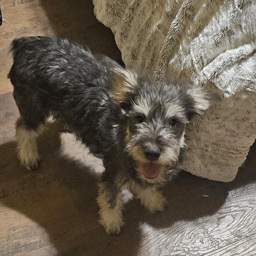 Gatsby, a Adoptable Schnauzer in Tonopah, AZ image 1/2