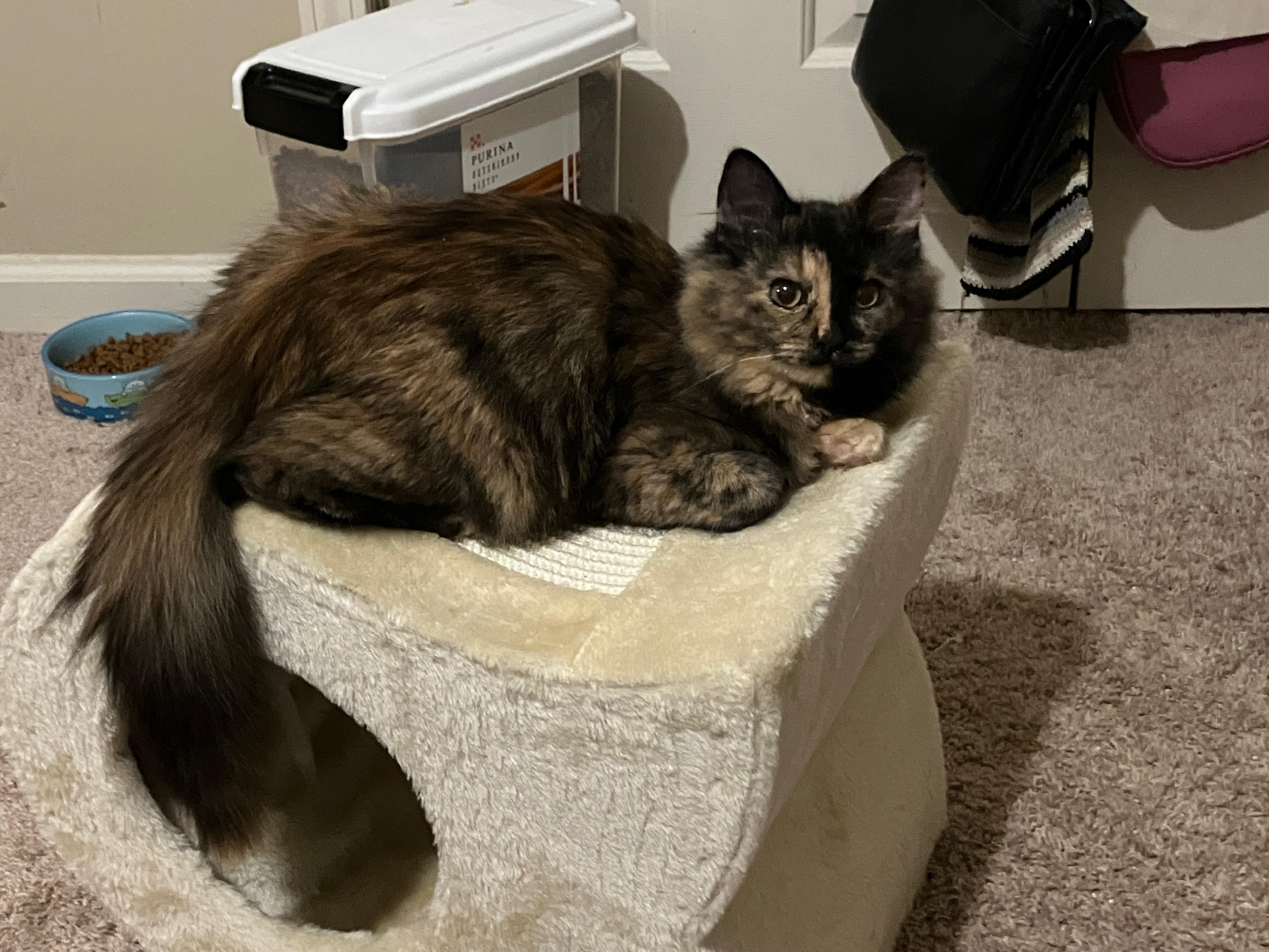 Fruitcake, a Adoptable mixed breed in Duluth, GA image 2/6