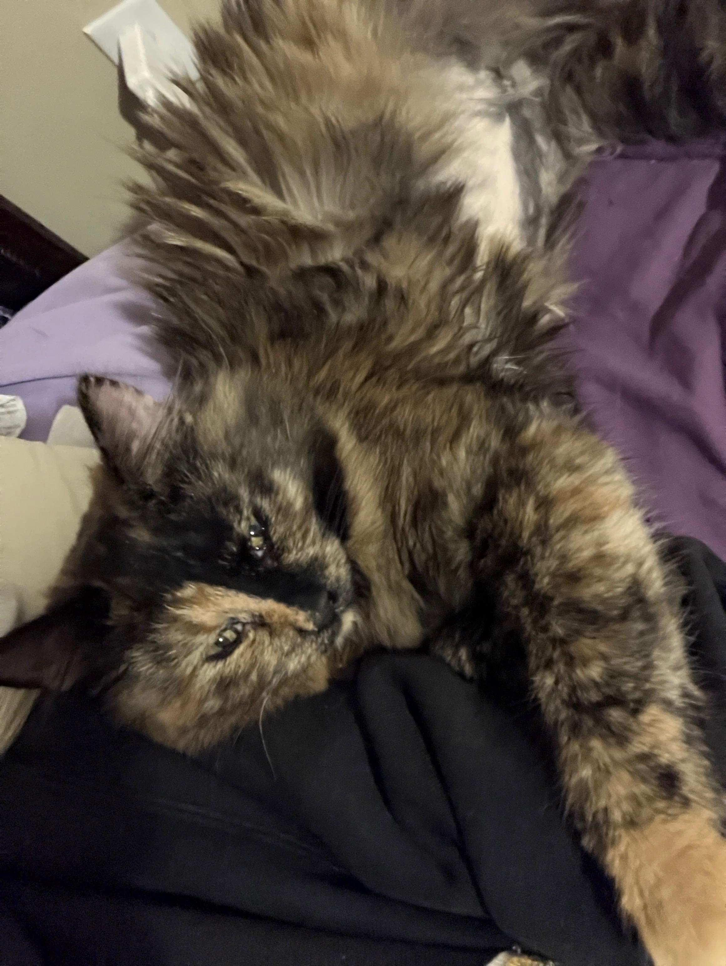 Fruitcake, a Adoptable mixed breed in Duluth, GA image 5/6