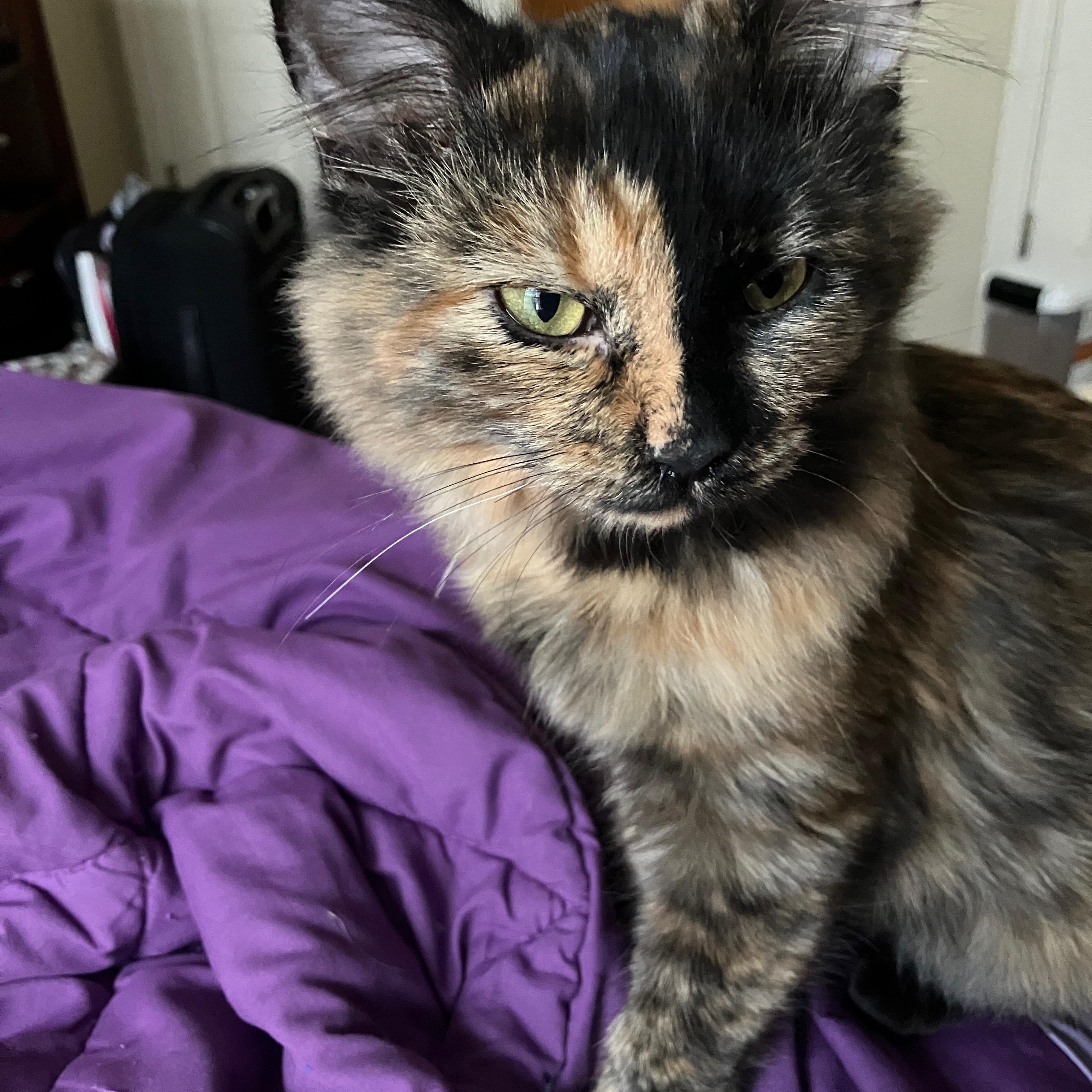 Fruitcake, a Adoptable mixed breed in Duluth, GA image 1/6